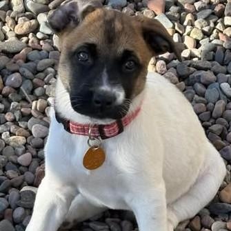 Enlarge Maple, a ADOPTABLE Mixed Breed in Chino valley, AZ image 1/1