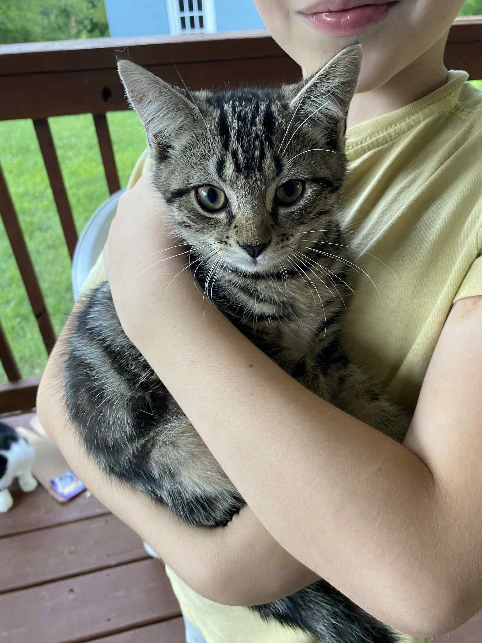 Enlarge Hope, a Adoptable Domestic Short Hair in Partlow, VA image 1/1
