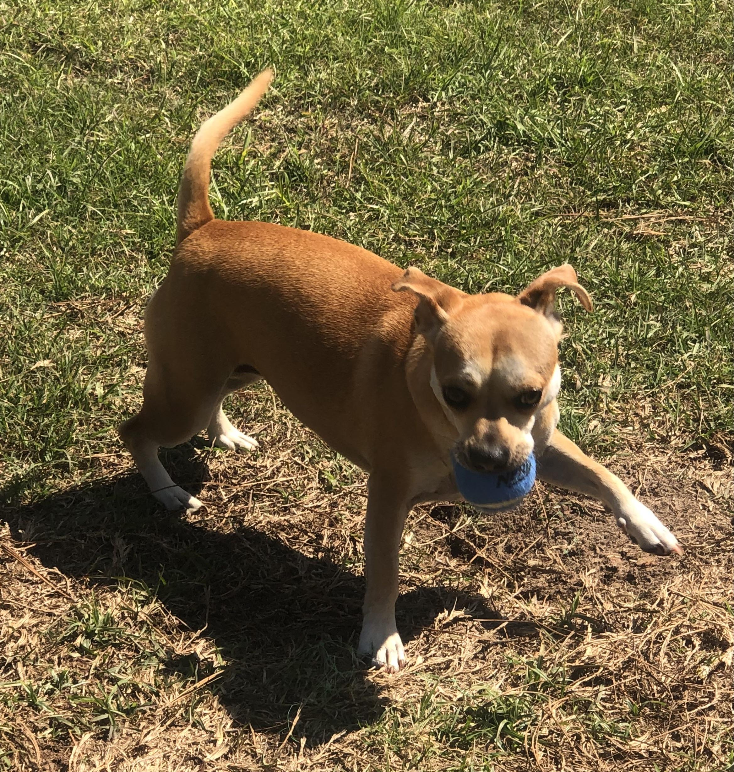 Enlarge Emmy, a ADOPTABLE mixed breed in Magnolia Springs, AL image 5/6