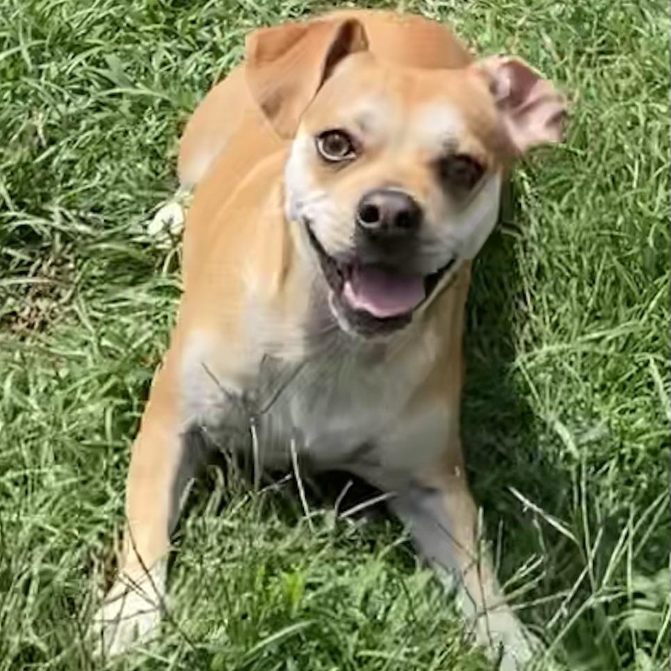 Enlarge Emmy, a ADOPTABLE mixed breed in Magnolia Springs, AL image 6/6