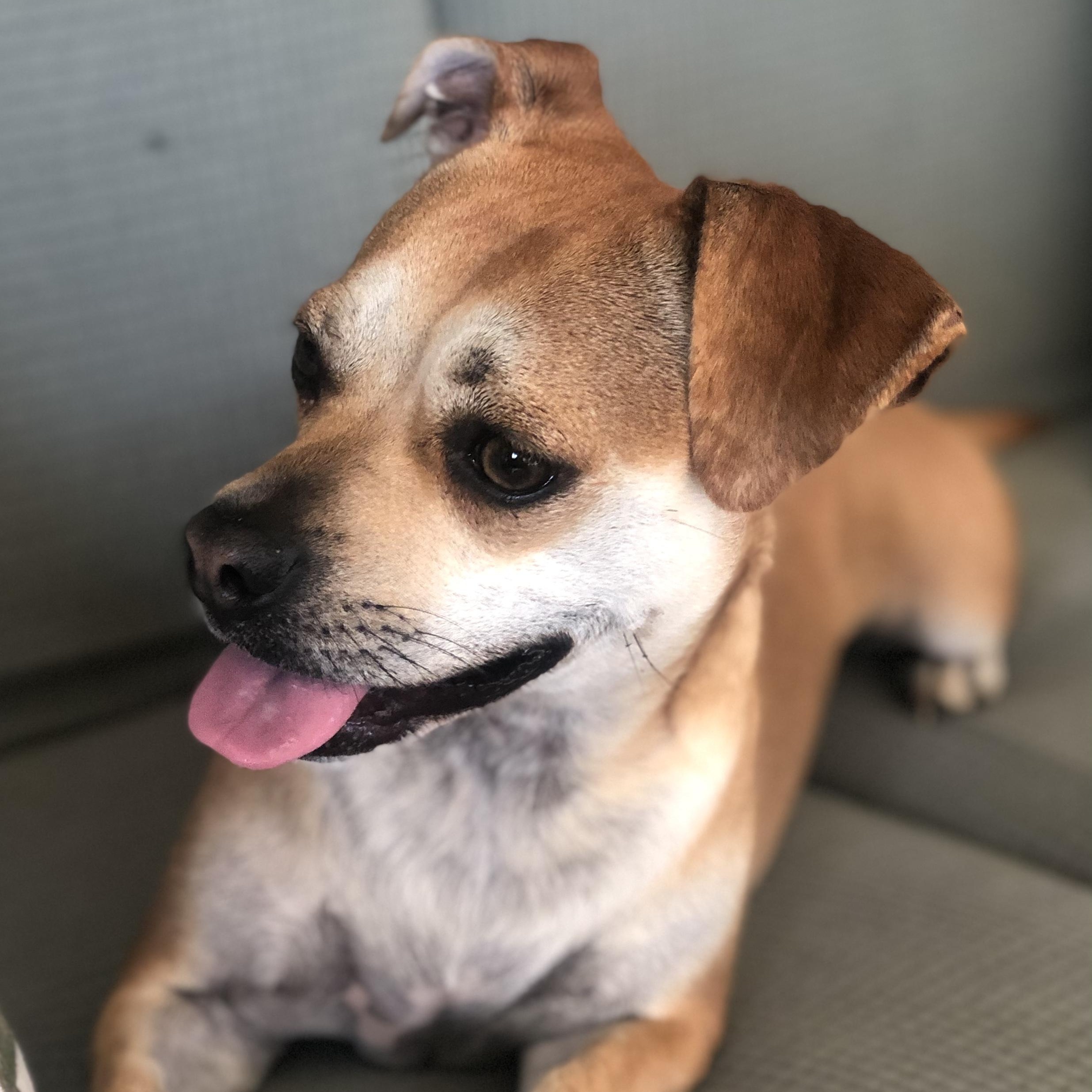 Enlarge Emmy, a ADOPTABLE mixed breed in Magnolia Springs, AL image 4/6