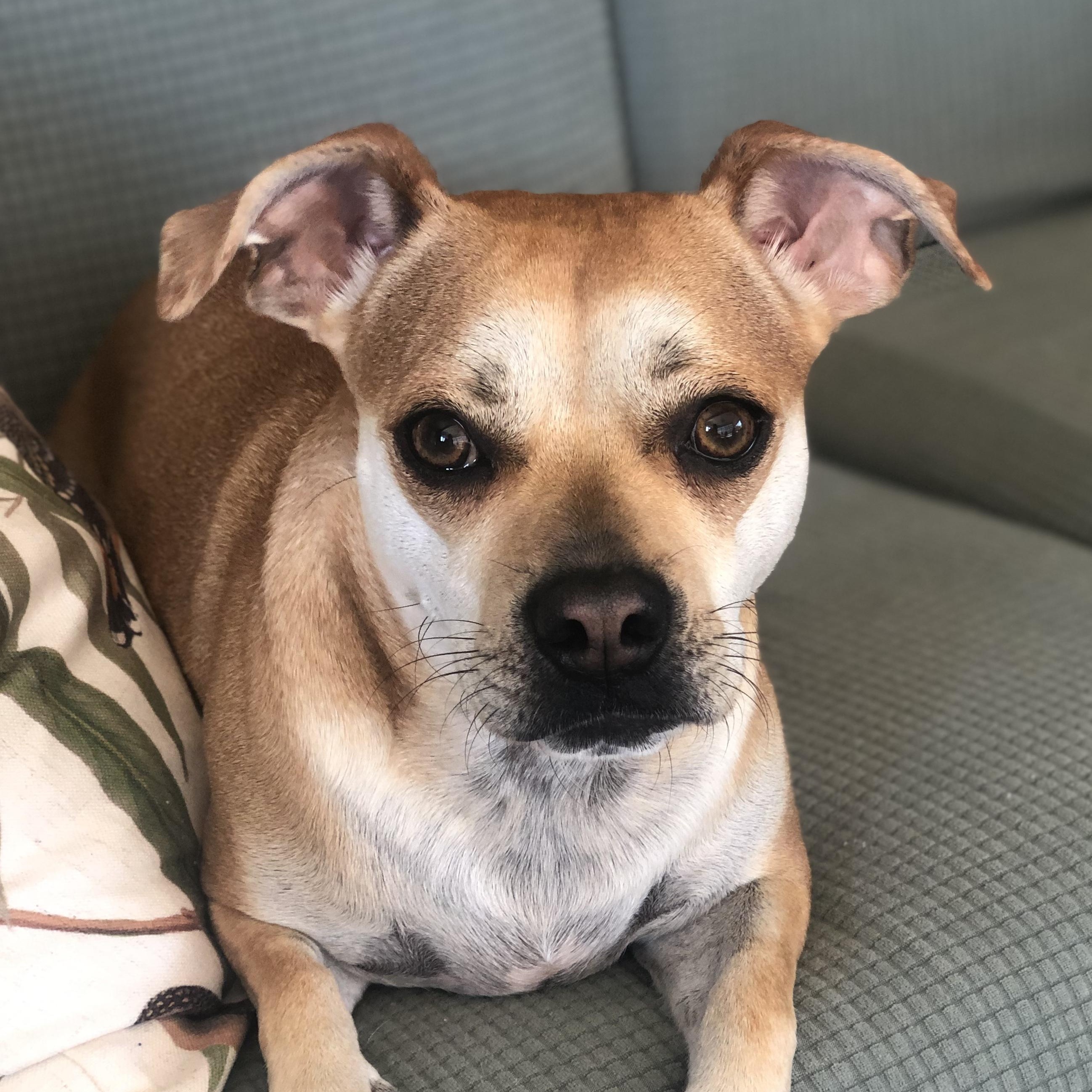 Enlarge Emmy, a ADOPTABLE mixed breed in Magnolia Springs, AL image 3/6