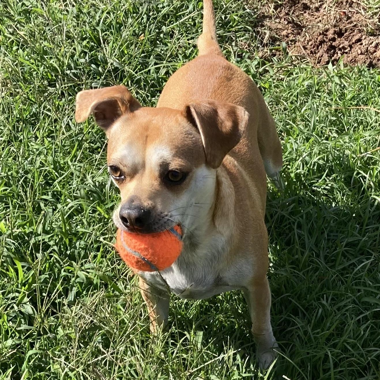 Emmy, ADOPTABLE, Young Female Puggle & Terrier.