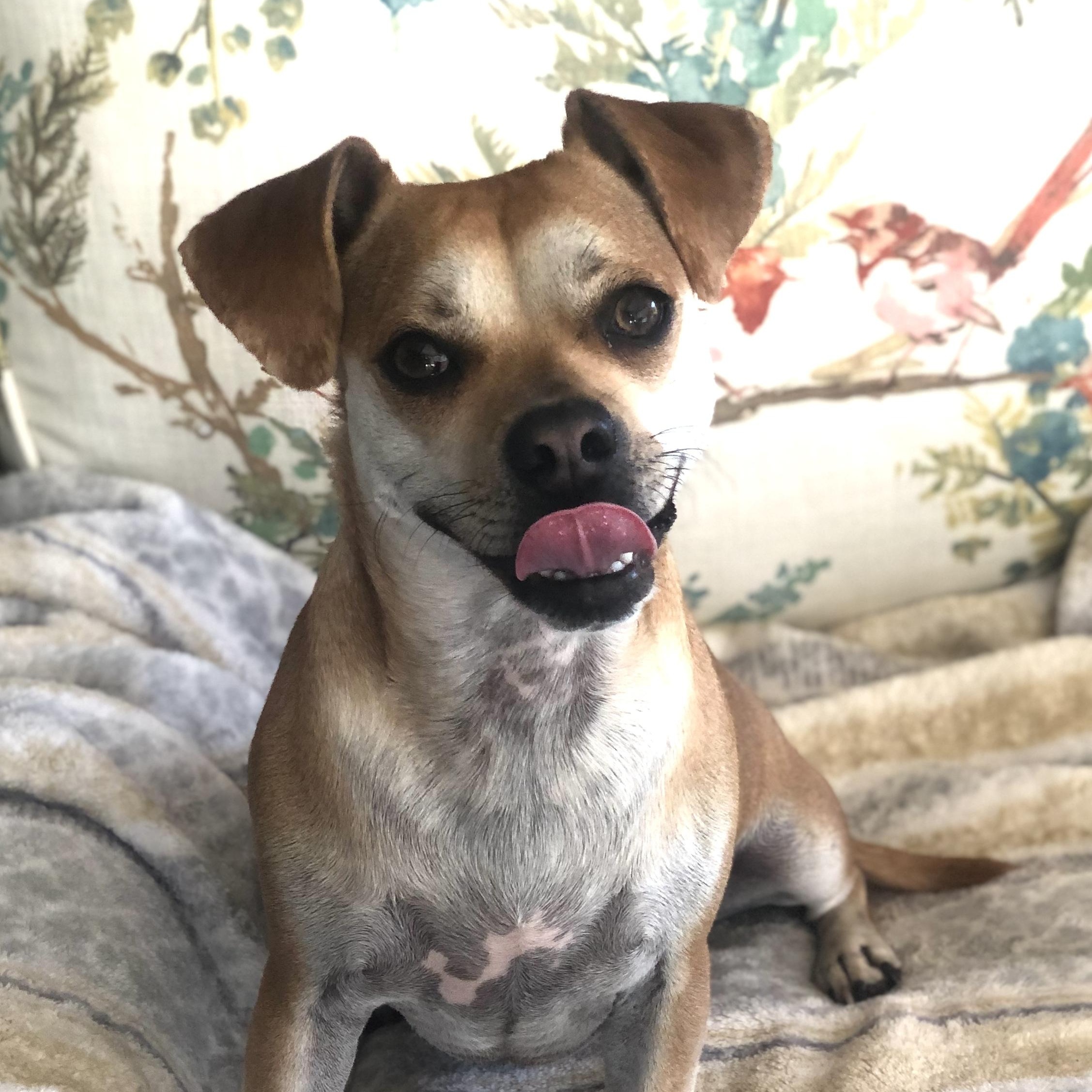 Enlarge Emmy, a ADOPTABLE mixed breed in Magnolia Springs, AL image 2/6