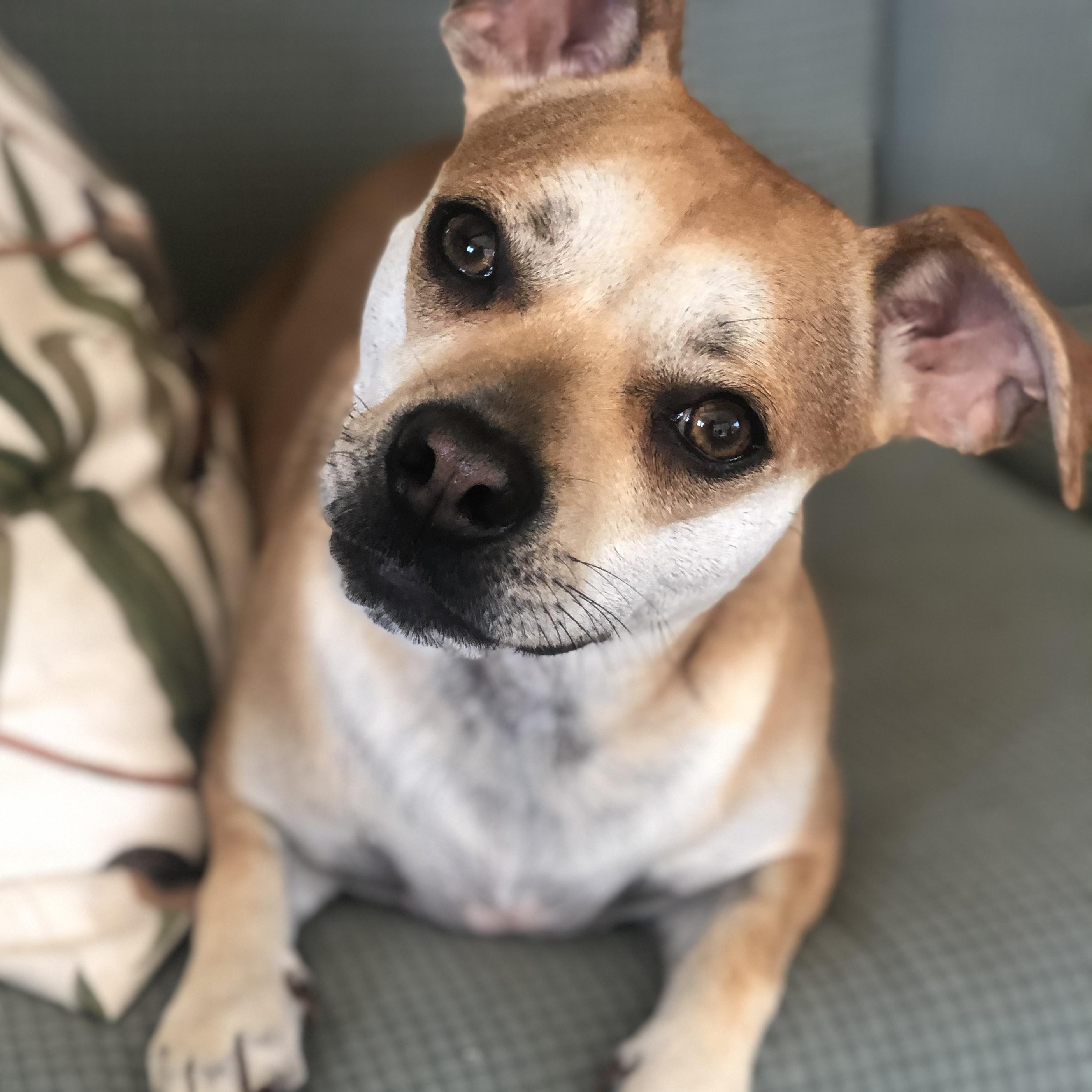 Emmy, ADOPTABLE, Young Female Puggle & Terrier.