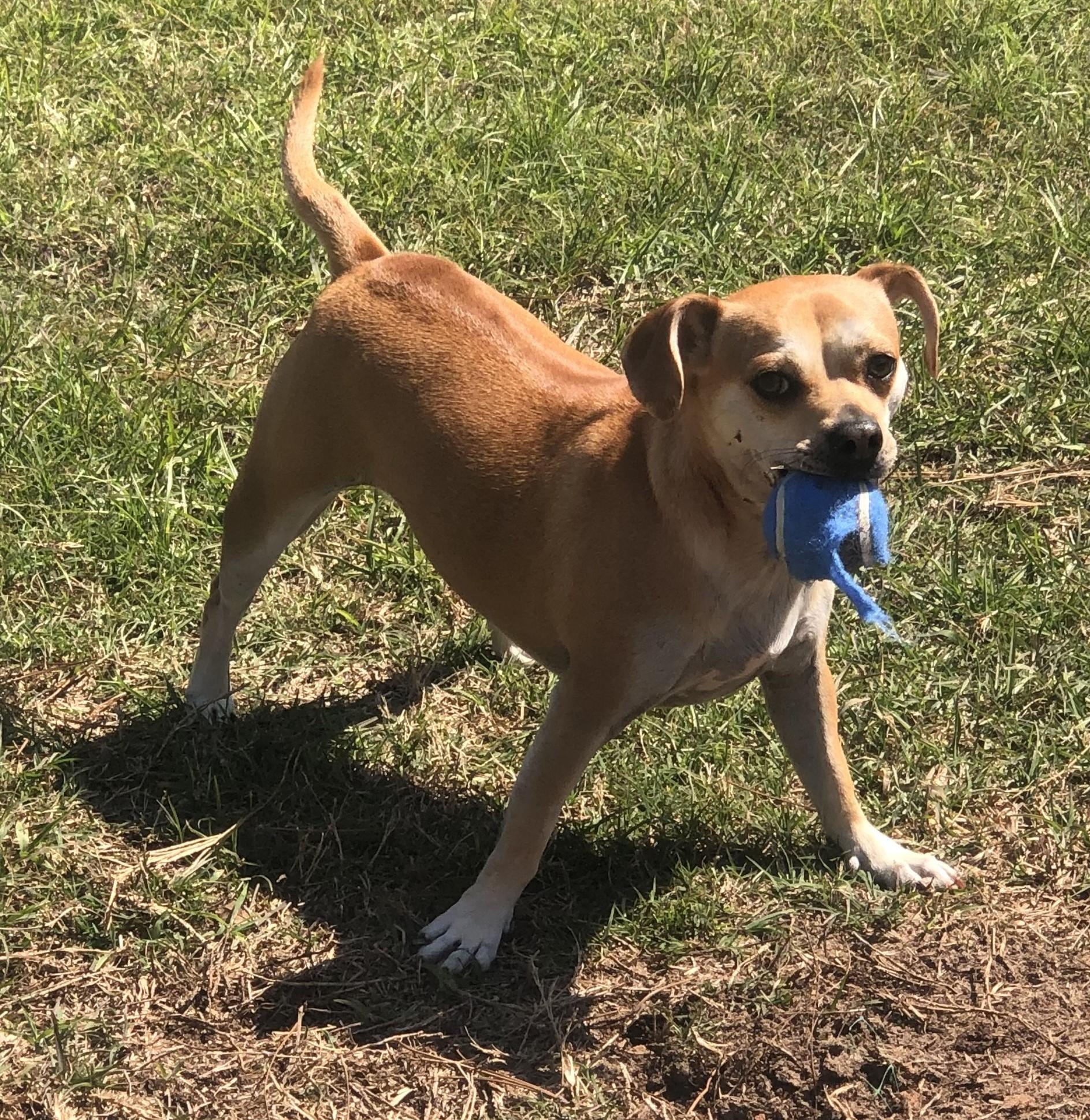 Enlarge Emmy, a ADOPTABLE mixed breed in Magnolia Springs, AL image 6/6