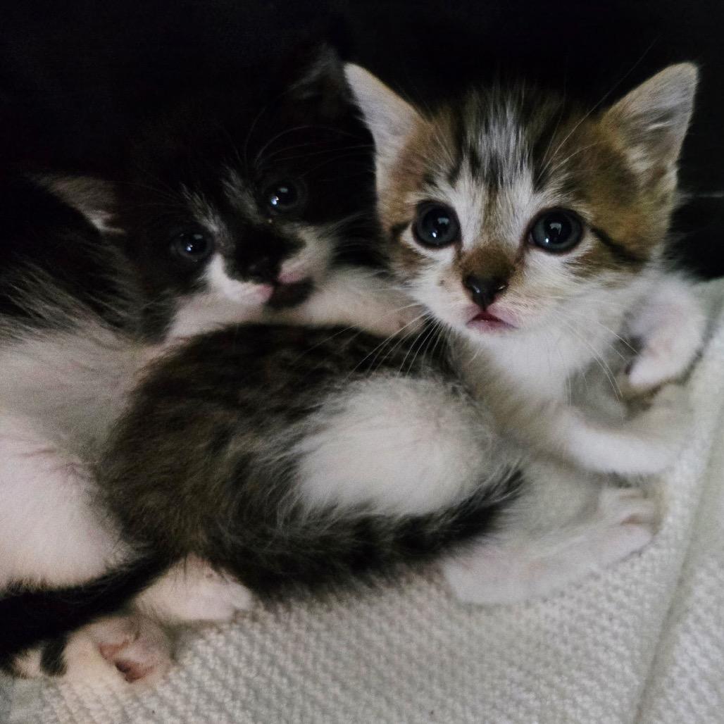 Seppia, Adoptable, Kitten Female Domestic Short Hair.