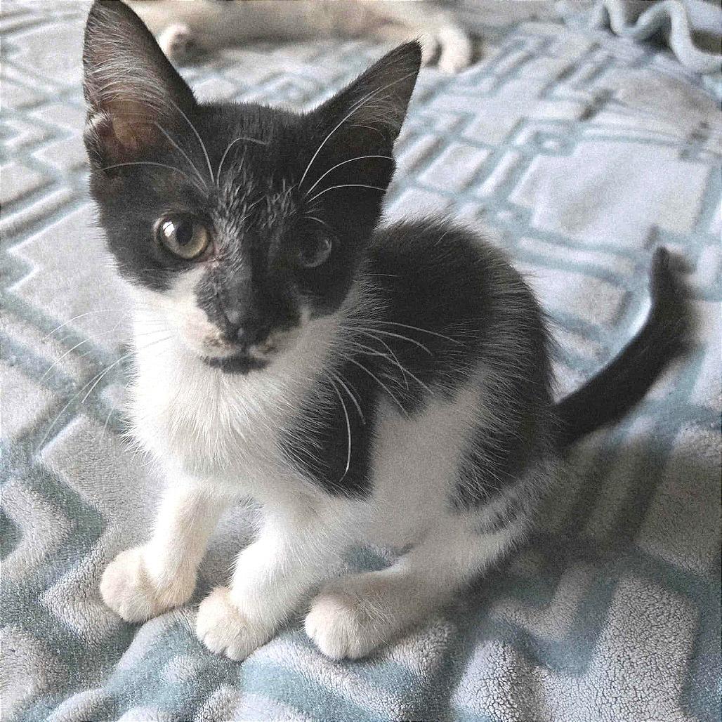 Enlarge Seppia, a Adoptable Domestic Short Hair in Fayetteville, GA image 2/2