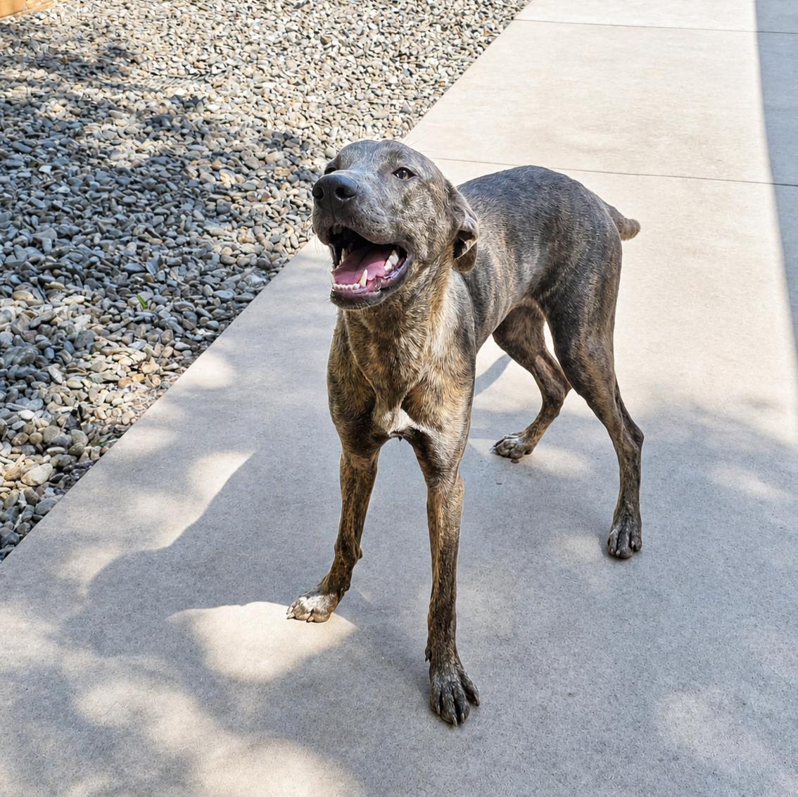 Aubrey, a Adoptable Greyhound in Thomasville, NC image 1/3