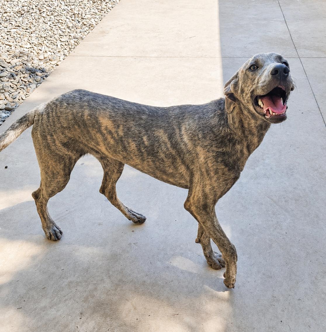 Aubrey, a Adoptable Greyhound in Thomasville, NC image 2/3