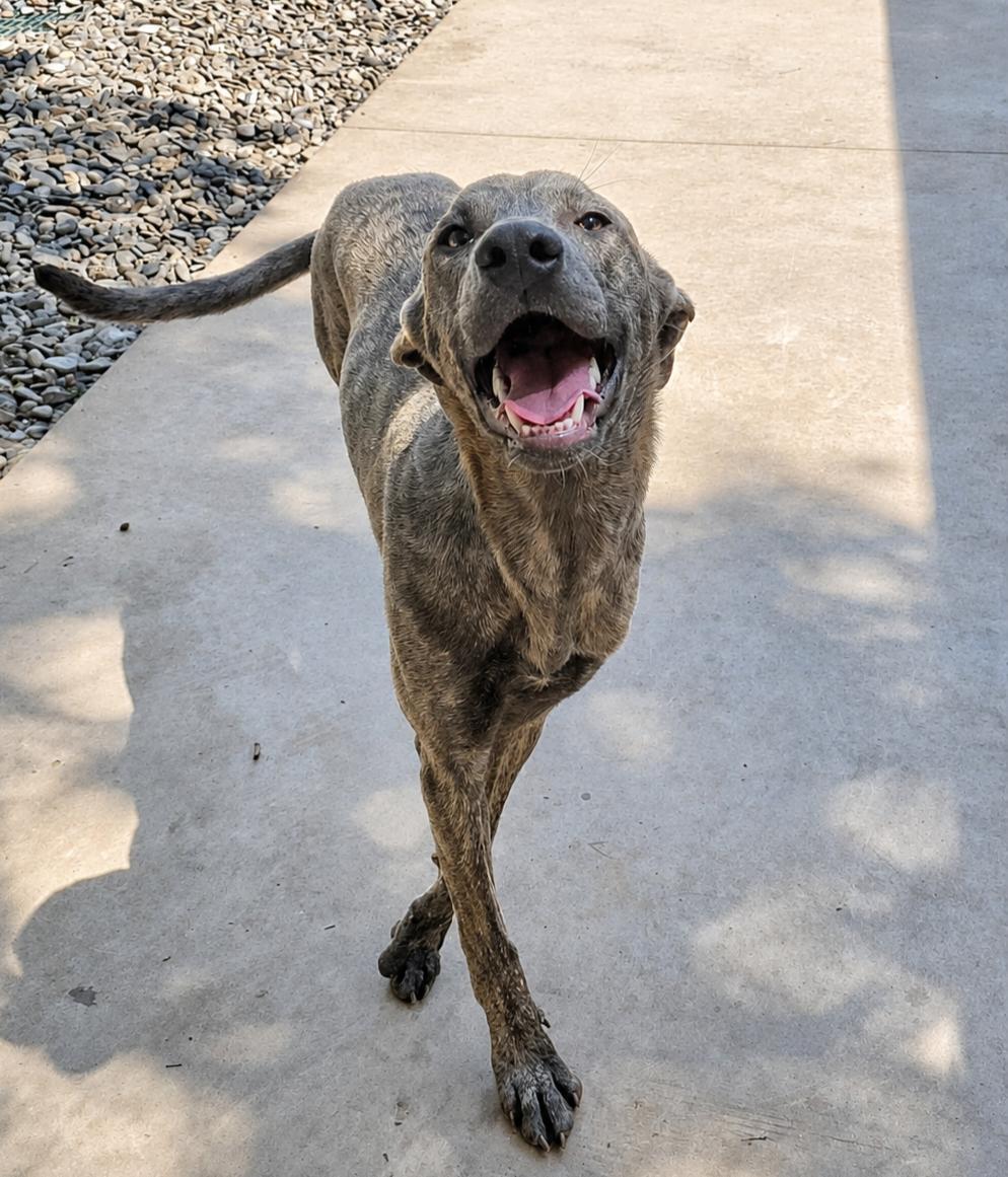 Aubrey, a Adoptable Greyhound in Thomasville, NC image 3/3