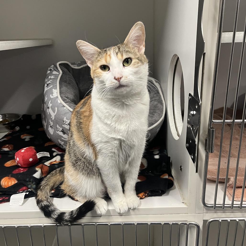 Hot Dish, Adoptable, Adult Female Domestic Short Hair.