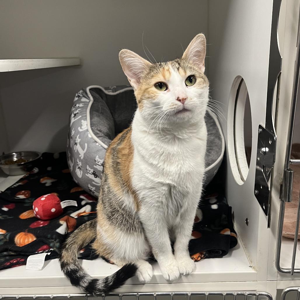 Enlarge Hot Dish, a Adoptable Domestic Short Hair in Hinsdale, IL image 2/3