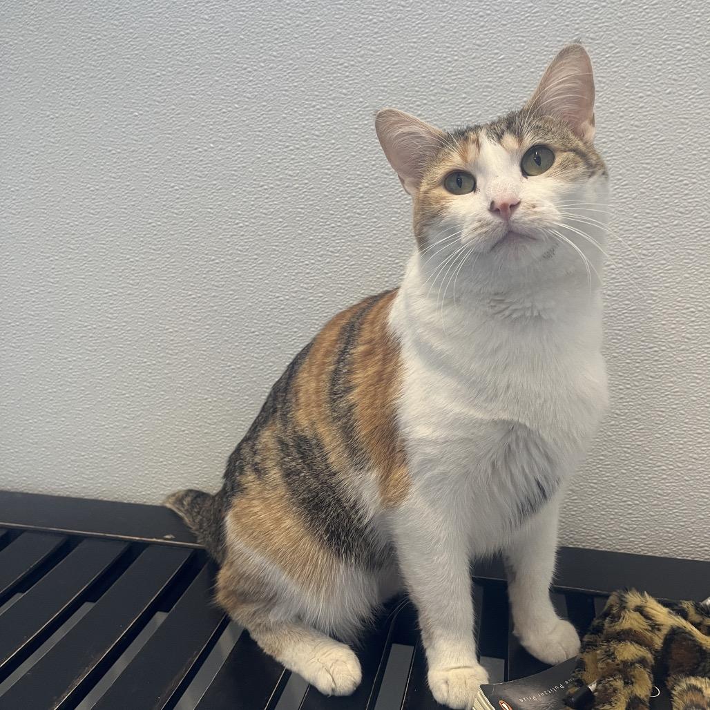 Enlarge Hot Dish, a Adoptable Domestic Short Hair in Hinsdale, IL image 3/3