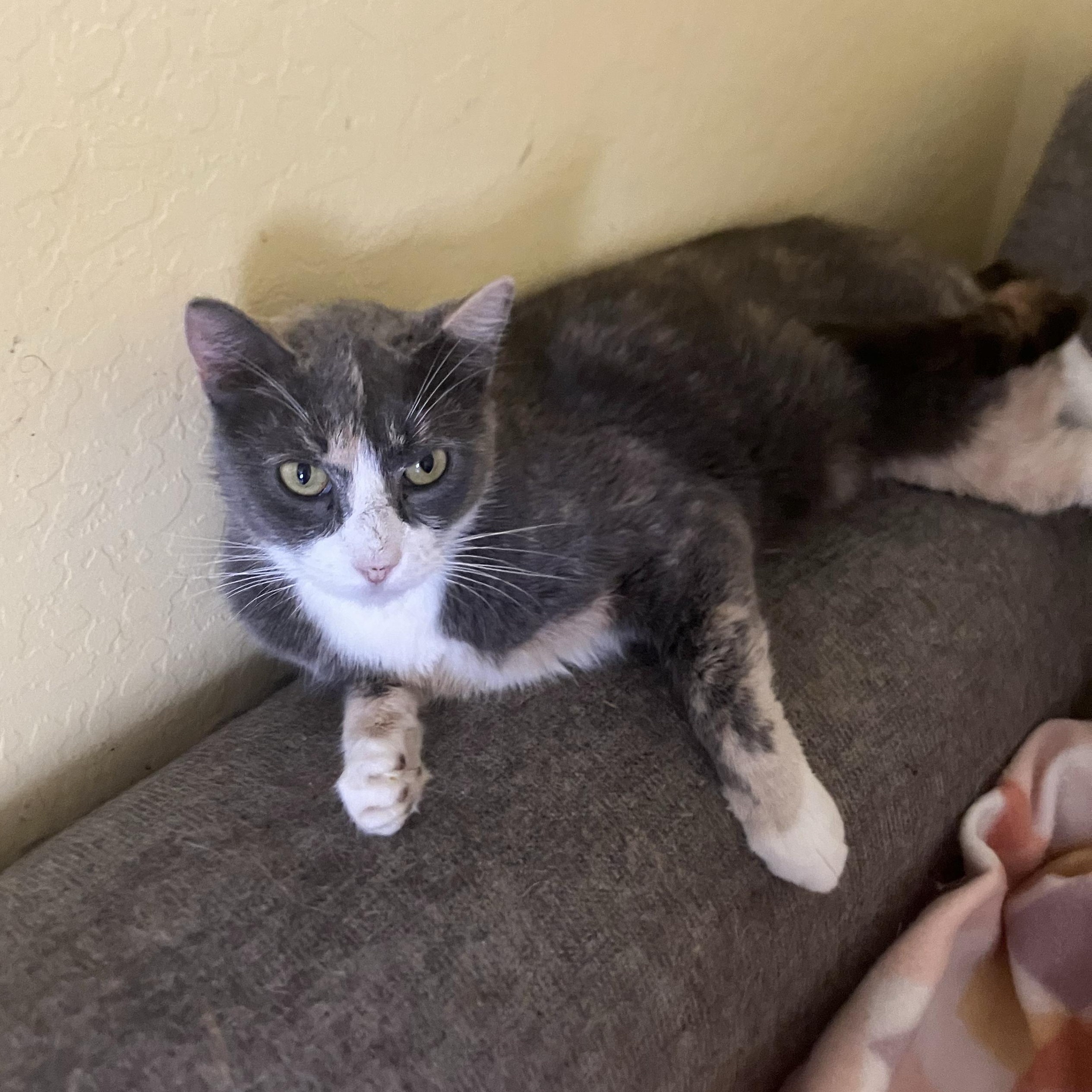 Sage, ADOPTABLE, Young Male Dilute Calico.
