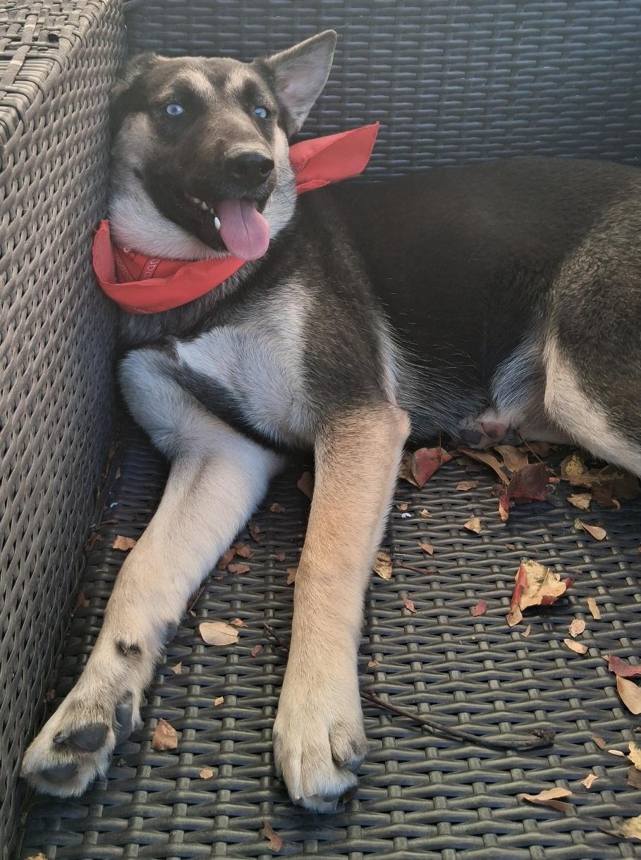 Addie: a love bug!! playful pup girl but not hyper at all! (CT-7112931), an adoptable mixed breed in Winsted, CT image 5/5