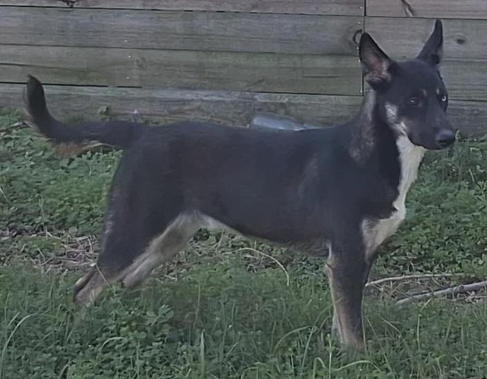 Addie: a love bug!! playful pup girl but not hyper at all! (CT-7112931), an adoptable mixed breed in Winsted, CT image 2/5