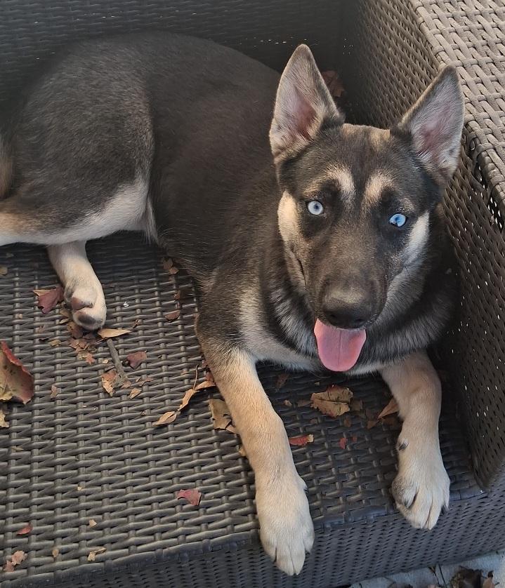 Addie: a love bug!! playful pup girl but not hyper at all! (CT-7112931), an adoptable mixed breed in Winsted, CT image 1/5