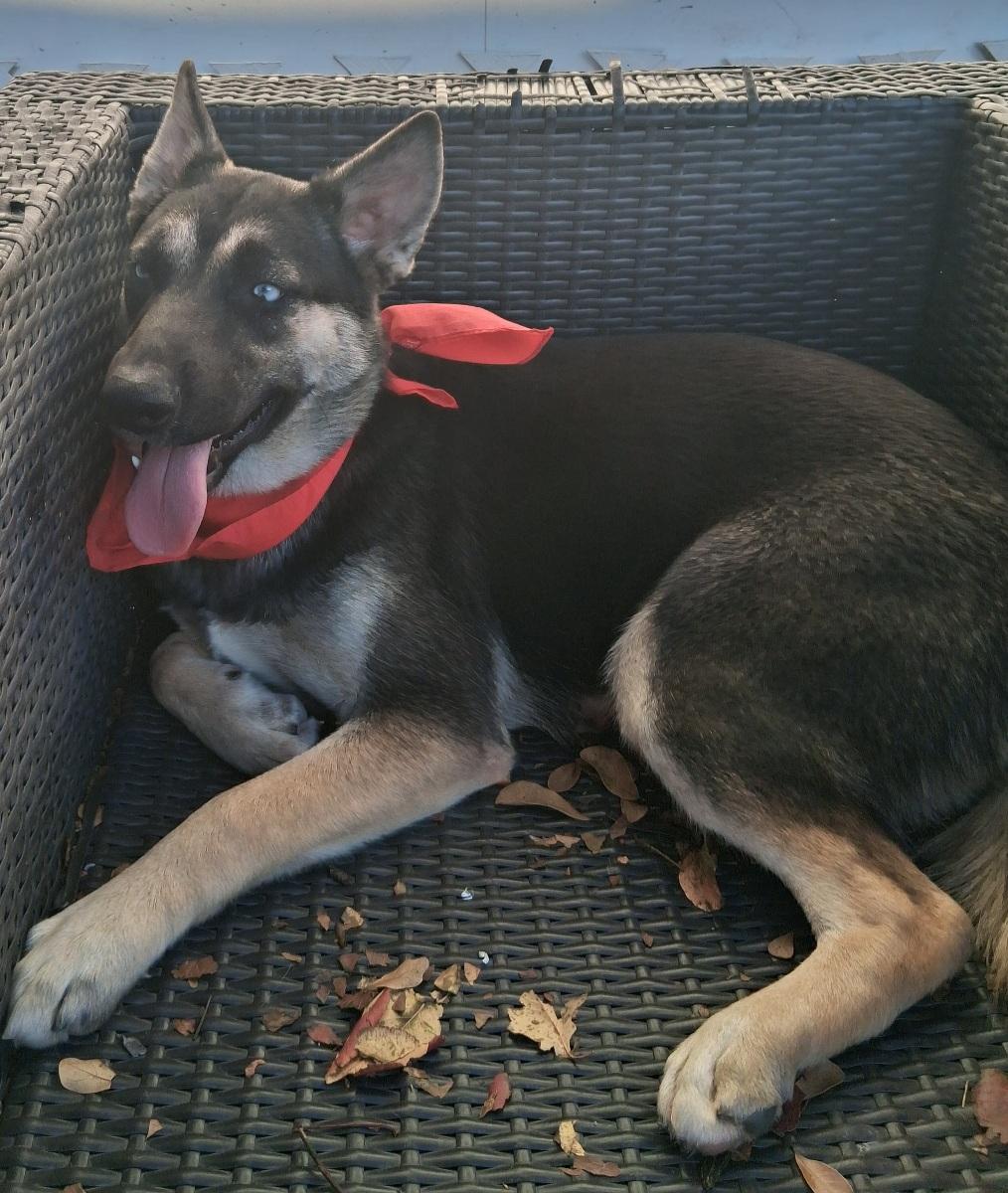 Addie: a love bug!! playful pup girl but not hyper at all! (CT-7112931), an adoptable mixed breed in Winsted, CT image 3/5