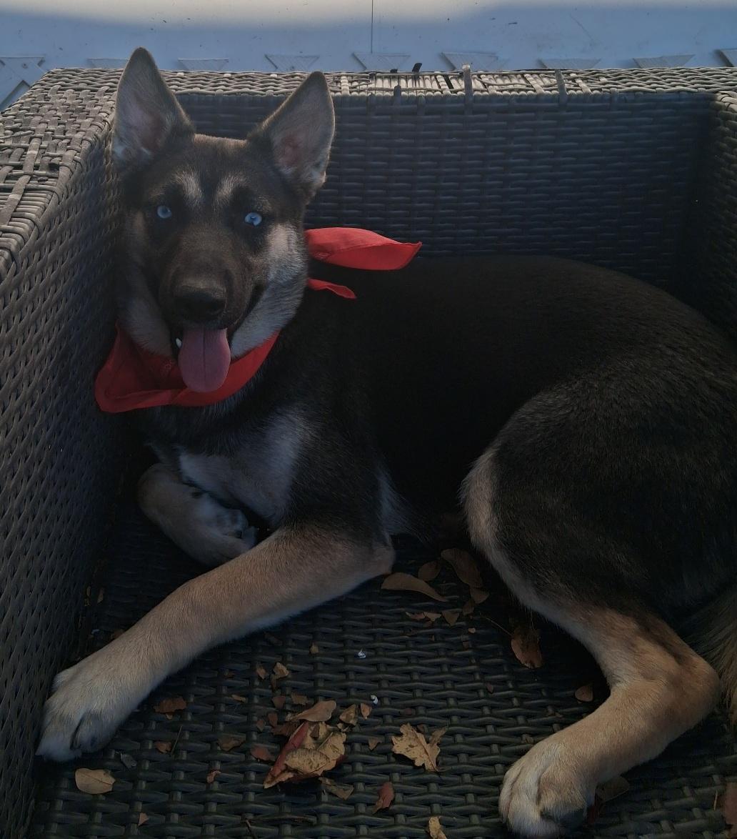 Addie: a love bug!! playful pup girl but not hyper at all! (CT-7112931), an adoptable mixed breed in Winsted, CT image 4/5