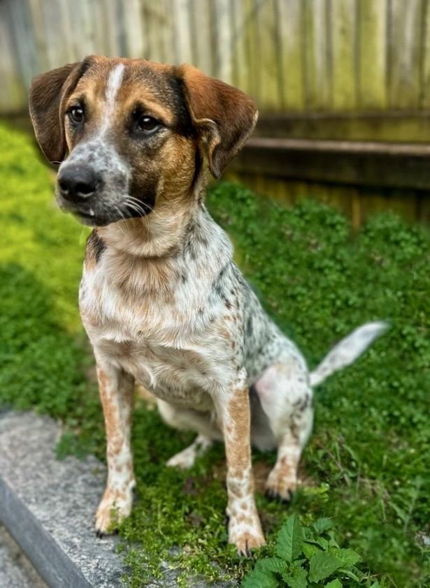 Enlarge Oberon, a Adoptable mixed breed in Chattanooga, TN image 2/3