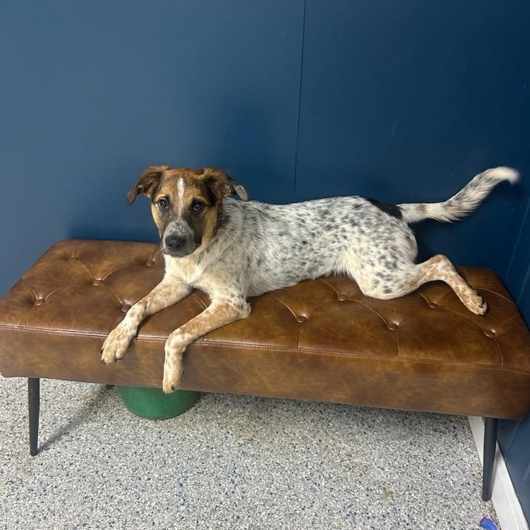 Enlarge Oberon, a Adoptable mixed breed in Chattanooga, TN image 3/3