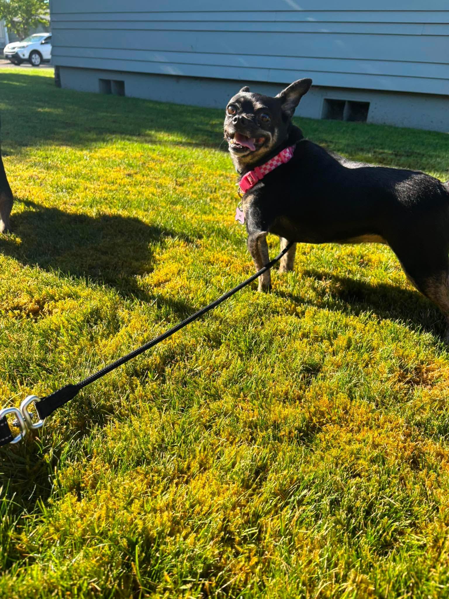 Sophie, a ADOPTABLE Chihuahua in Tacoma, WA image 4/5