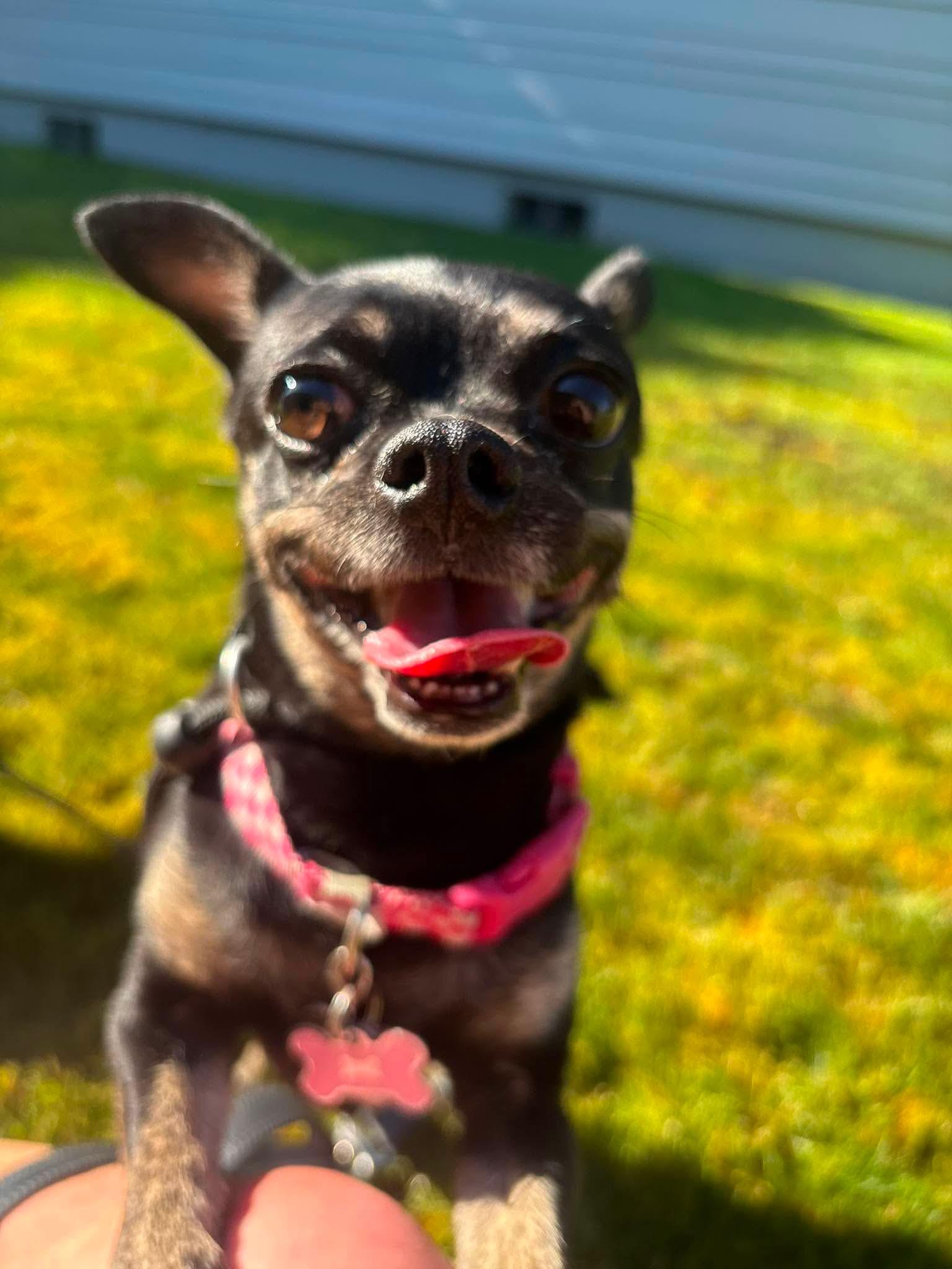 Sophie, a ADOPTABLE Chihuahua in Tacoma, WA image 5/5