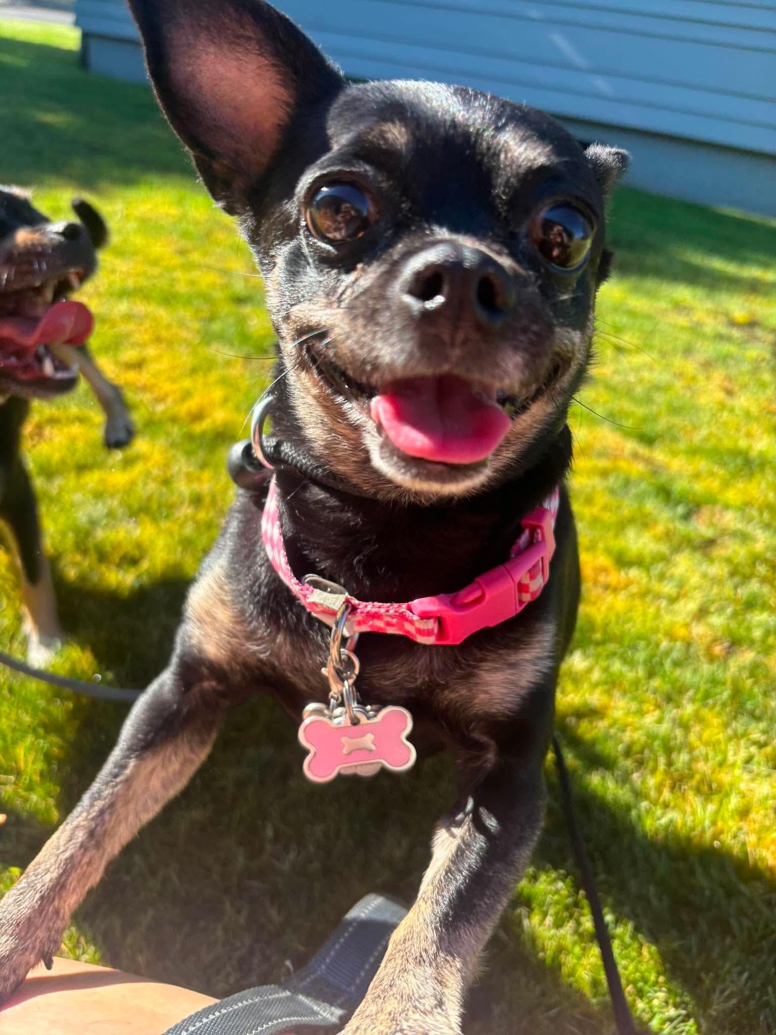 Sophie, a ADOPTABLE Chihuahua in Tacoma, WA image 3/5