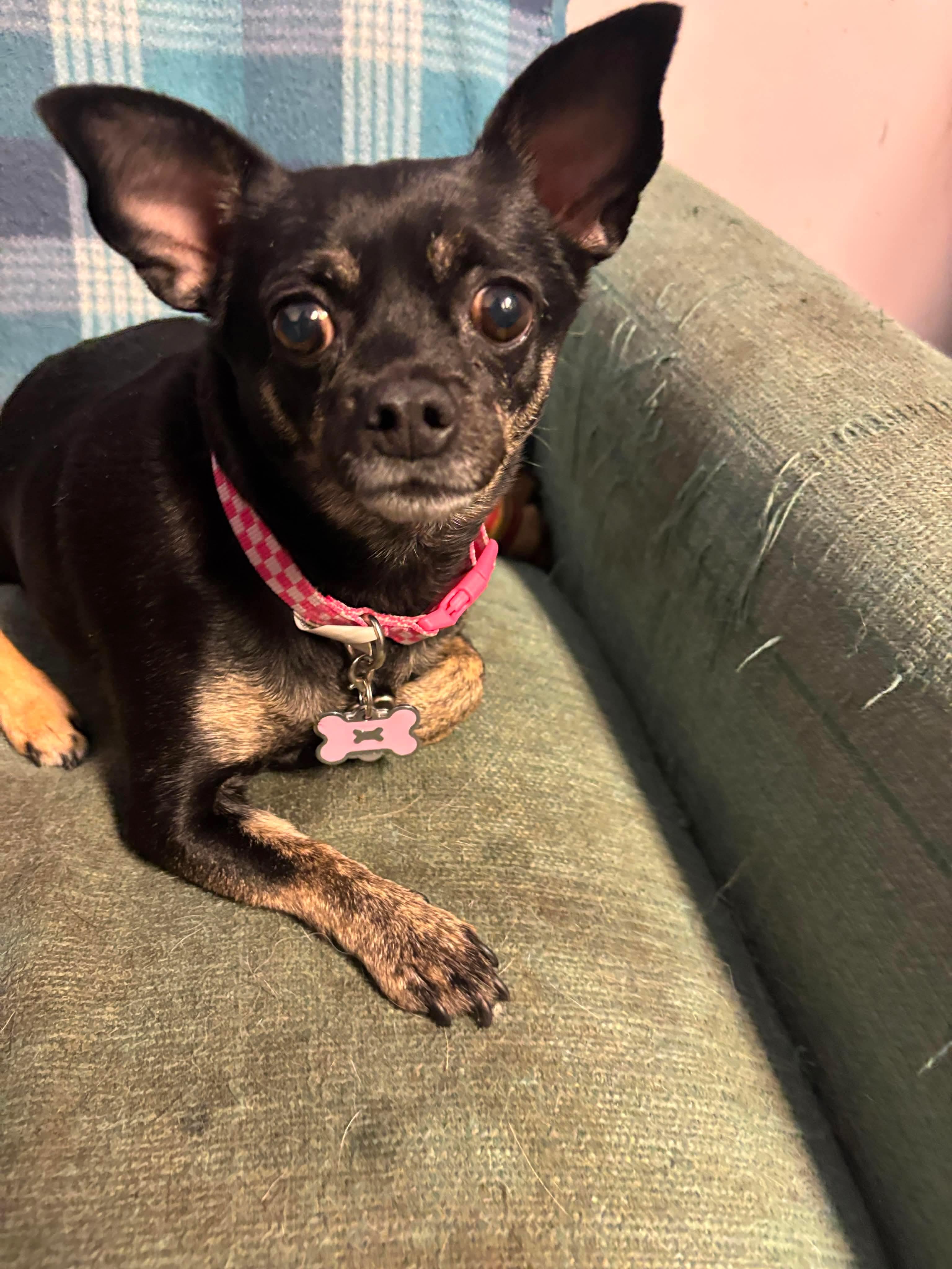 Sophie, a ADOPTABLE Chihuahua in Tacoma, WA image 2/5