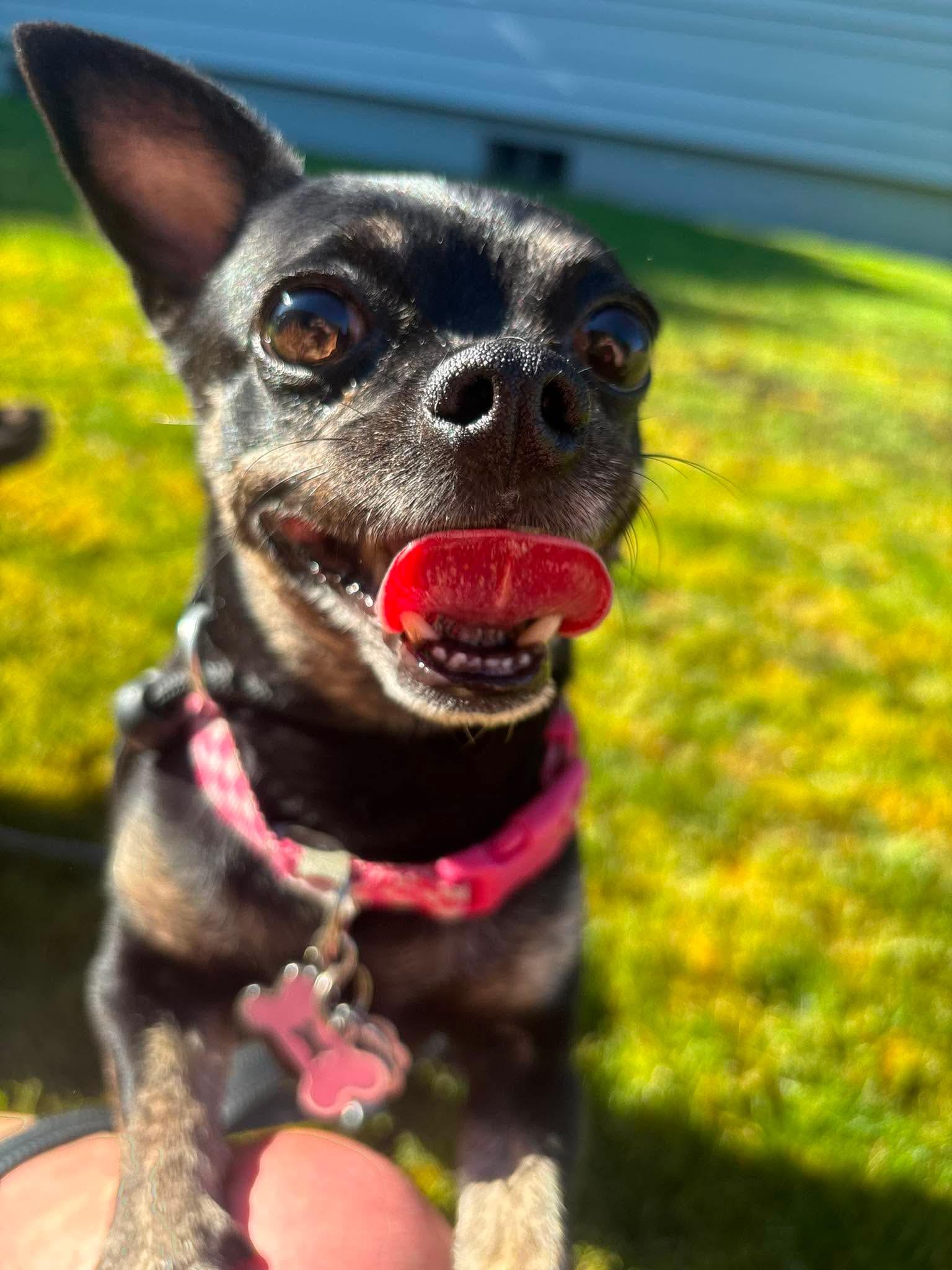Sophie, ADOPTABLE, Adult Female Chihuahua.