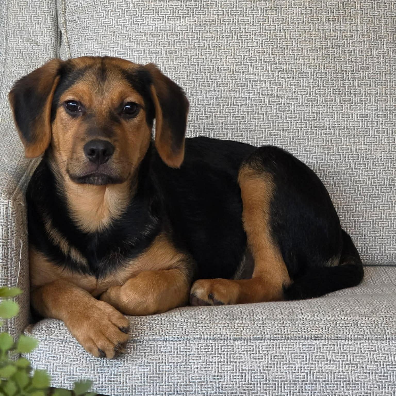 Enlarge Riot, a ADOPTABLE mixed breed in Lexington, KY image 6/6