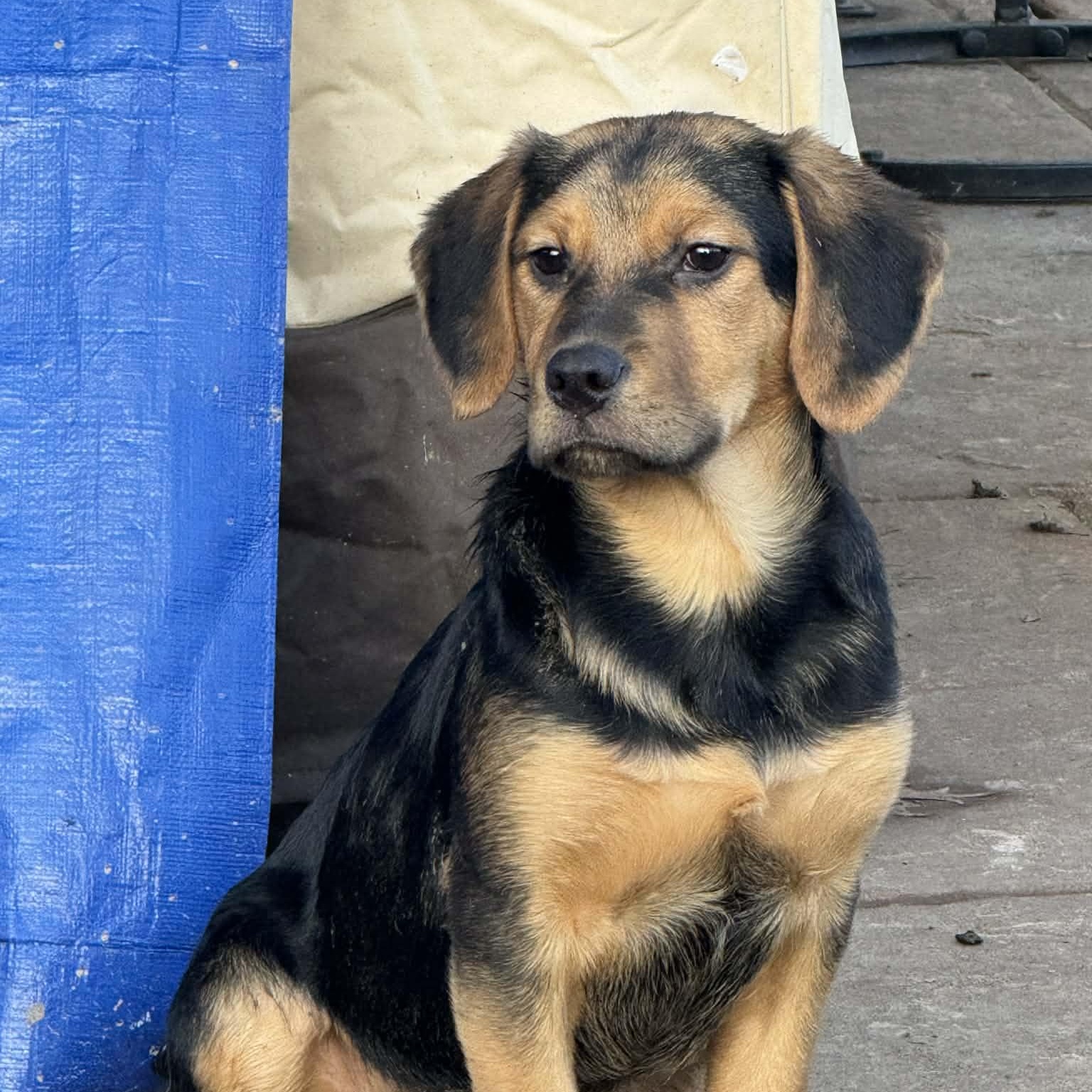 Riot, ADOPTABLE, Young Male Hound.