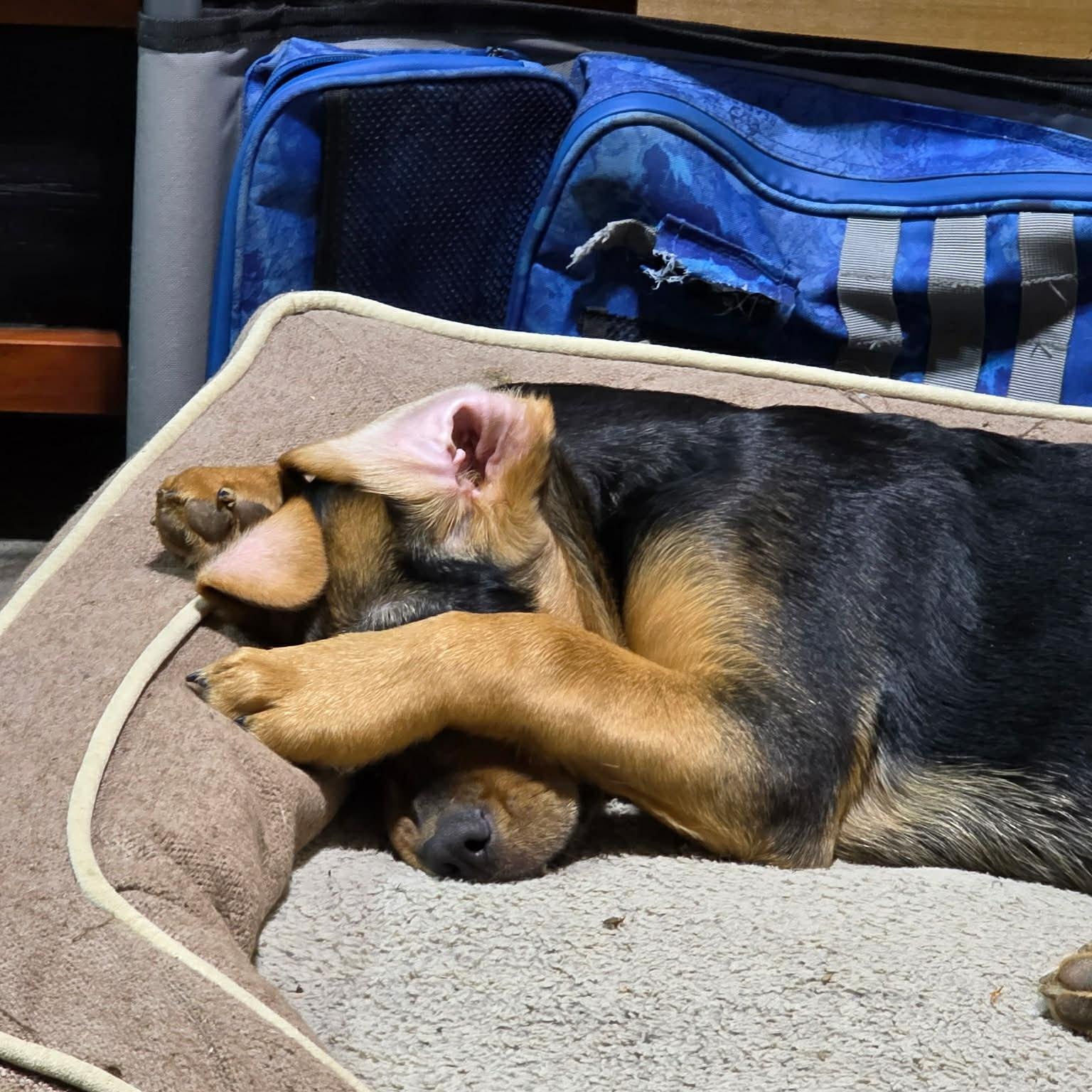 Enlarge Riot, a ADOPTABLE mixed breed in Lexington, KY image 5/6