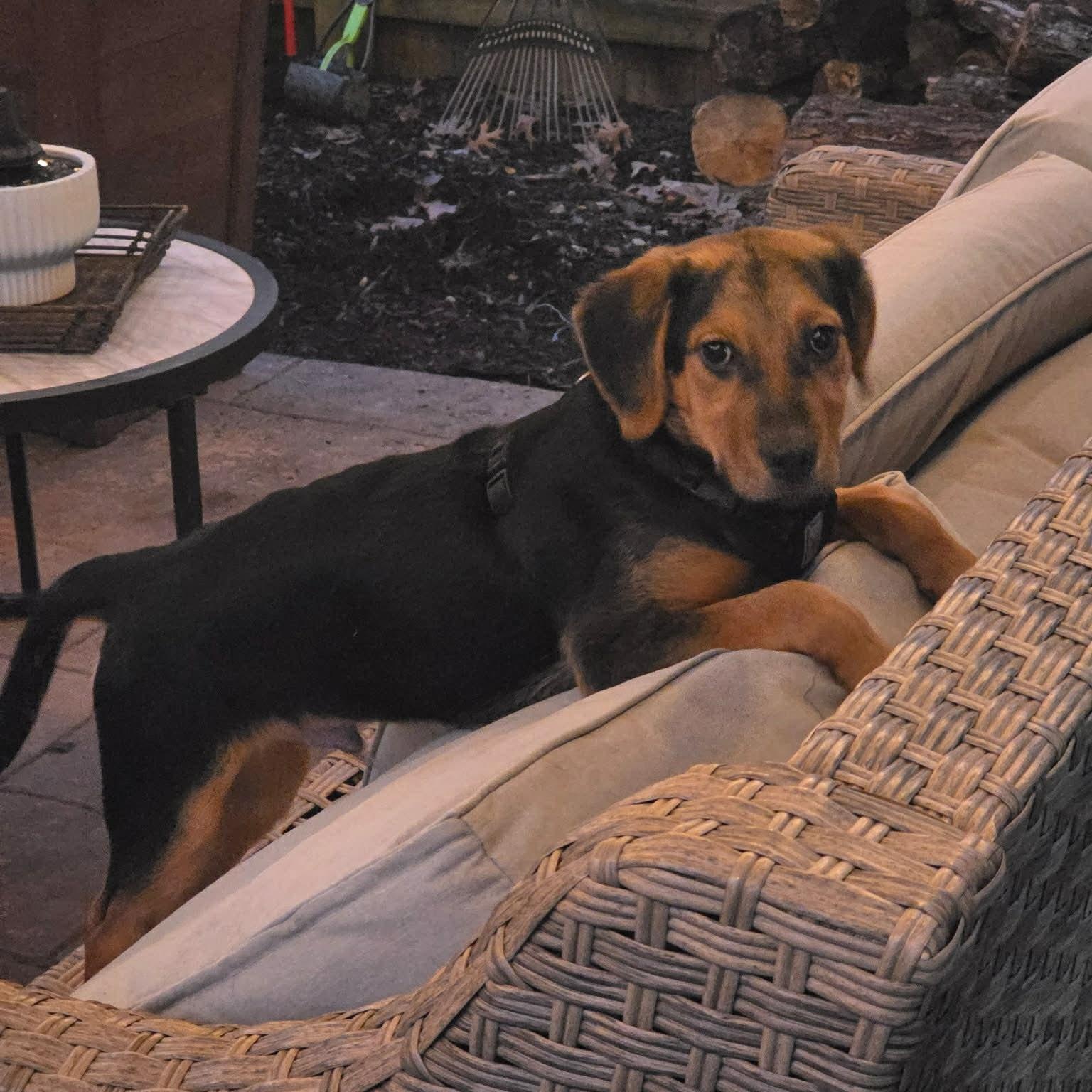 Enlarge Riot, a ADOPTABLE mixed breed in Lexington, KY image 3/6