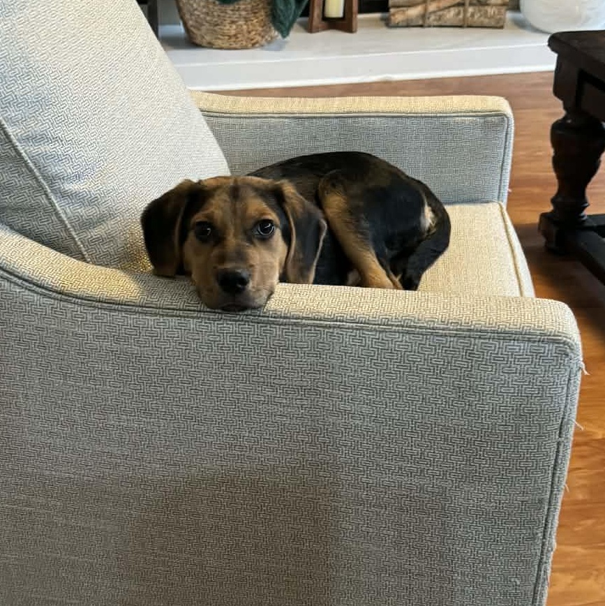 Enlarge Riot, a ADOPTABLE mixed breed in Lexington, KY image 2/6