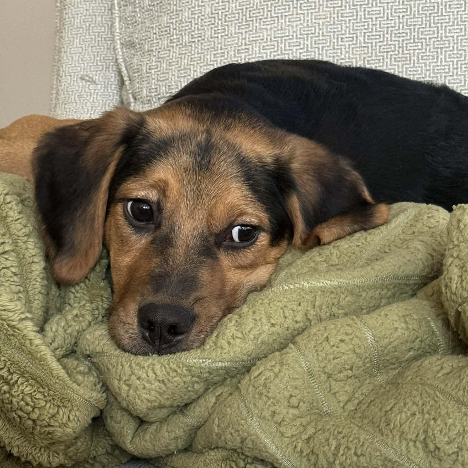 Enlarge Riot, a ADOPTABLE mixed breed in Lexington, KY image 1/6