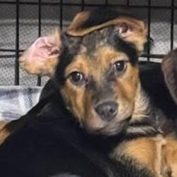 Enlarge Riot, a ADOPTABLE mixed breed in Lexington, KY image 2/2