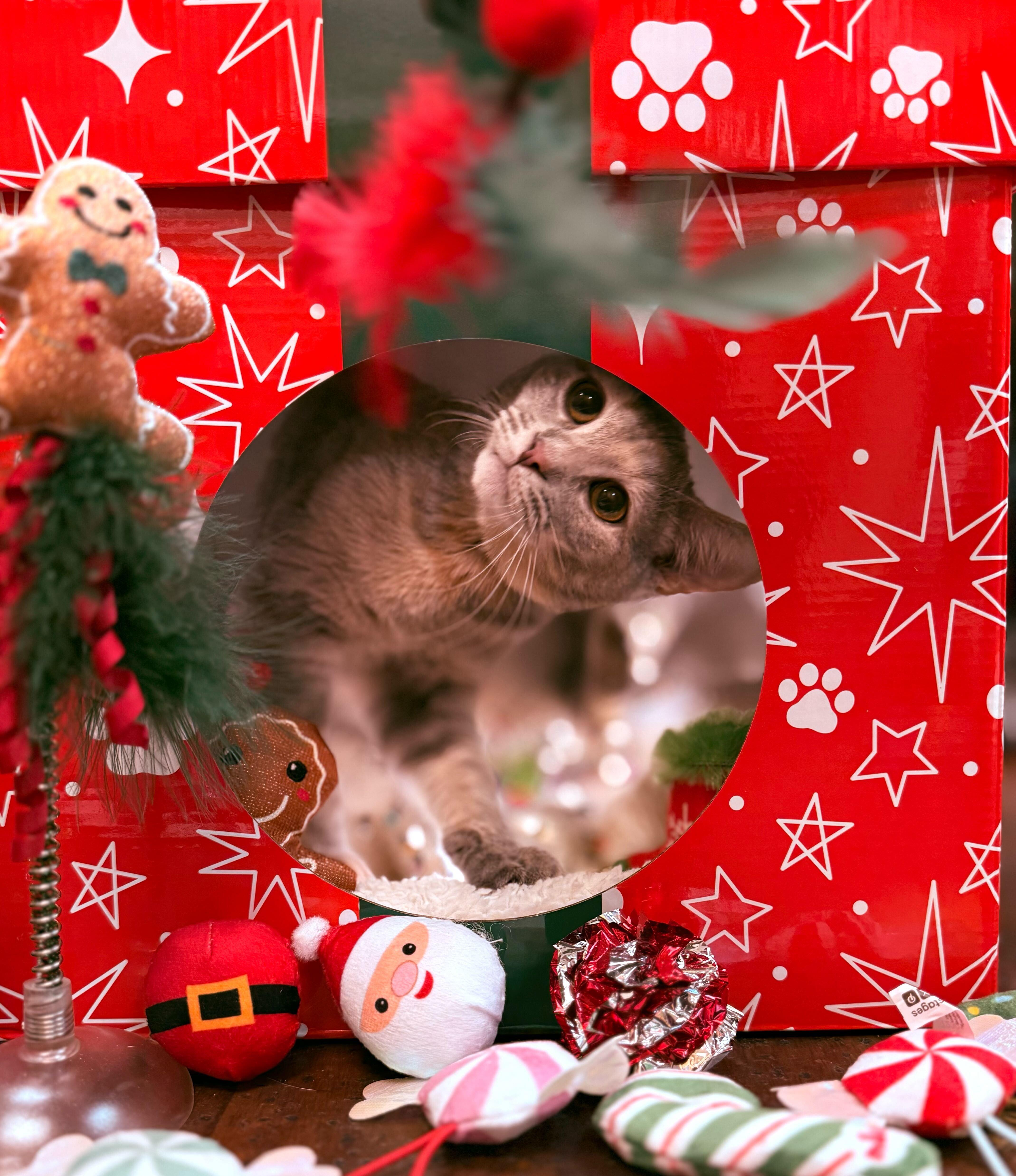 Enlarge Crunchy Leaf, a Adoptable Domestic Short Hair in Ogden, UT image 1/3