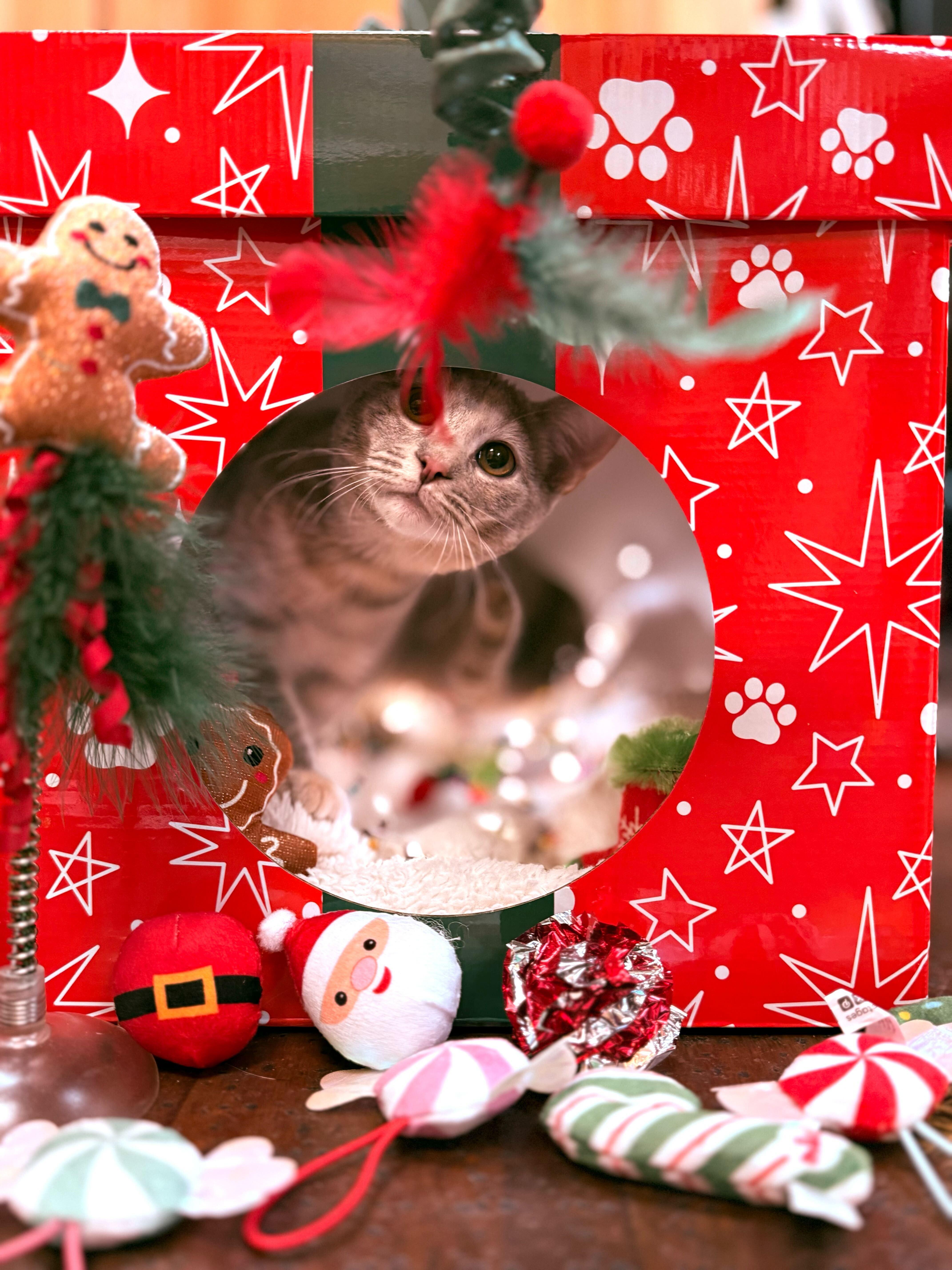 Enlarge Crunchy Leaf, a Adoptable Domestic Short Hair in Ogden, UT image 2/3