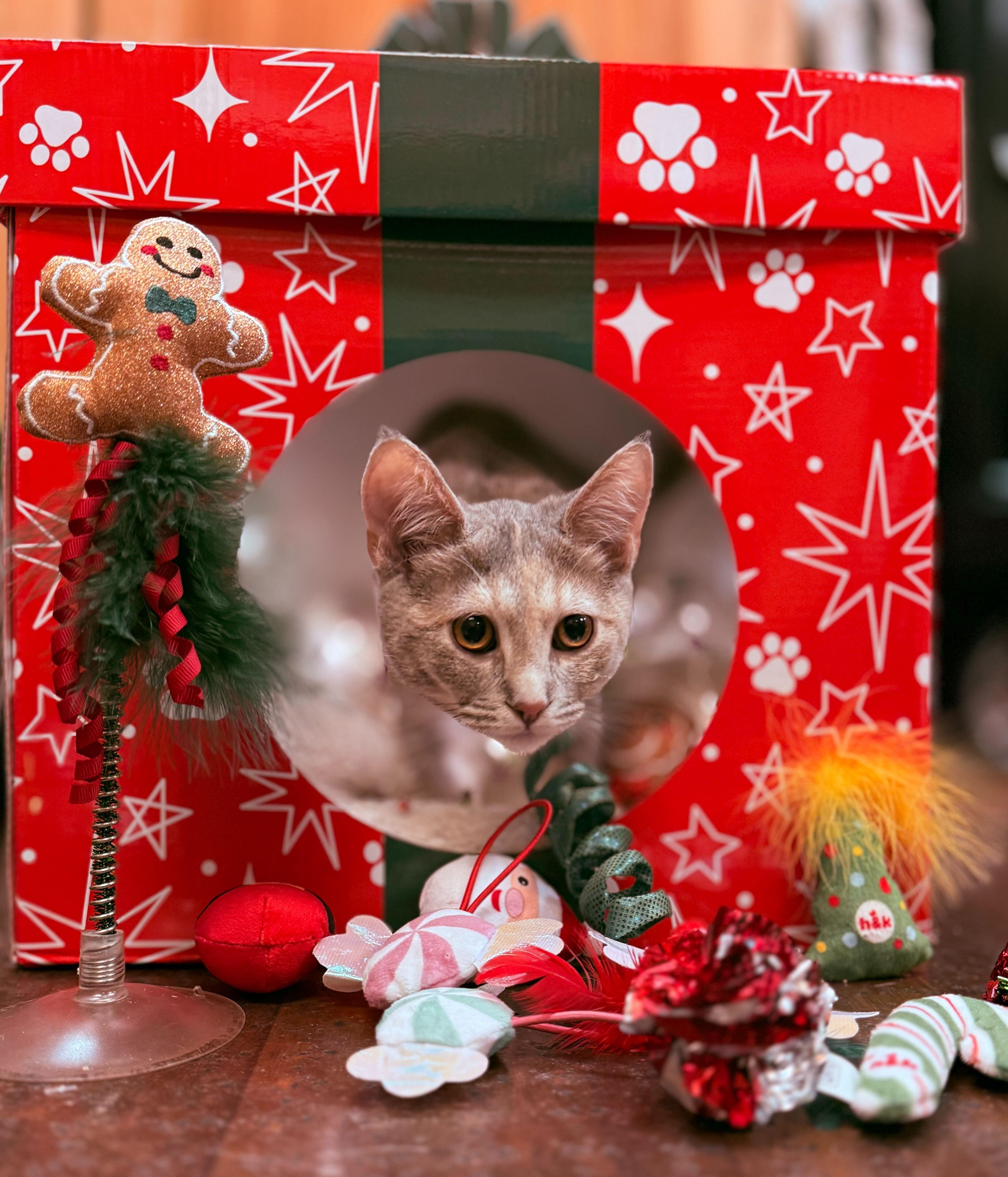 Enlarge Crunchy Leaf, a Adoptable Domestic Short Hair in Ogden, UT image 3/3