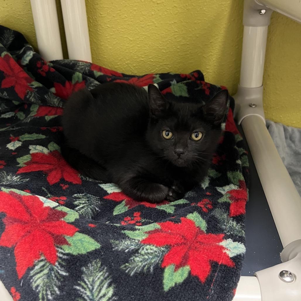 Espresso, Adoptable, Kitten Male Domestic Short Hair.