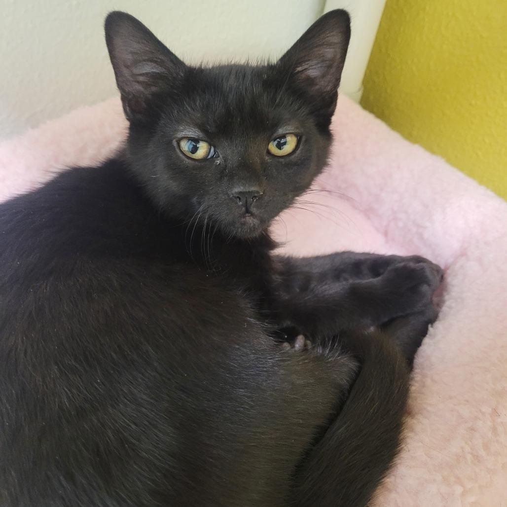 Enlarge Espresso, a Adoptable Domestic Short Hair in Pittsburgh, PA image 2/4