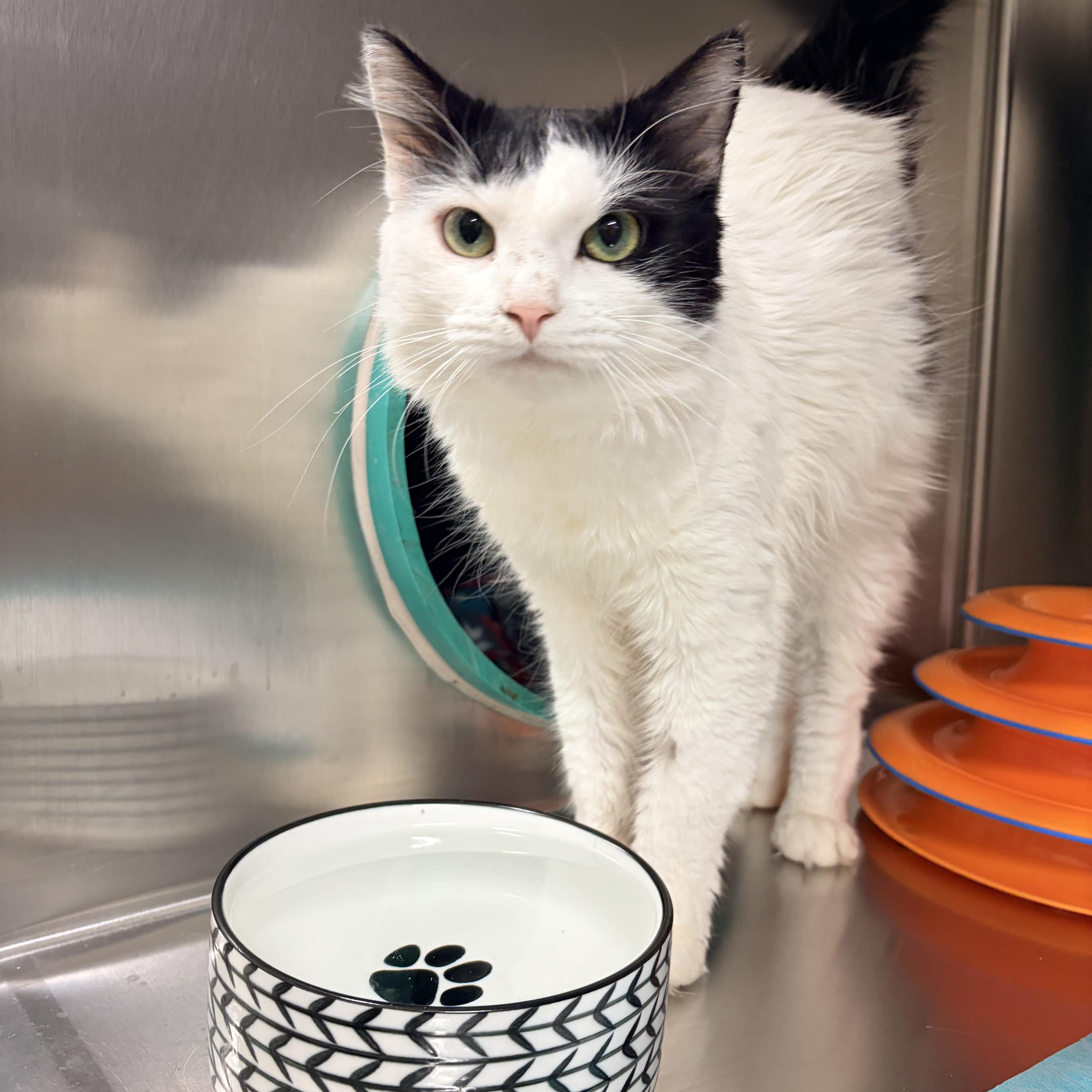 Enlarge Tom, a Adopted Domestic Medium Hair in Whitby, ON image 1/3