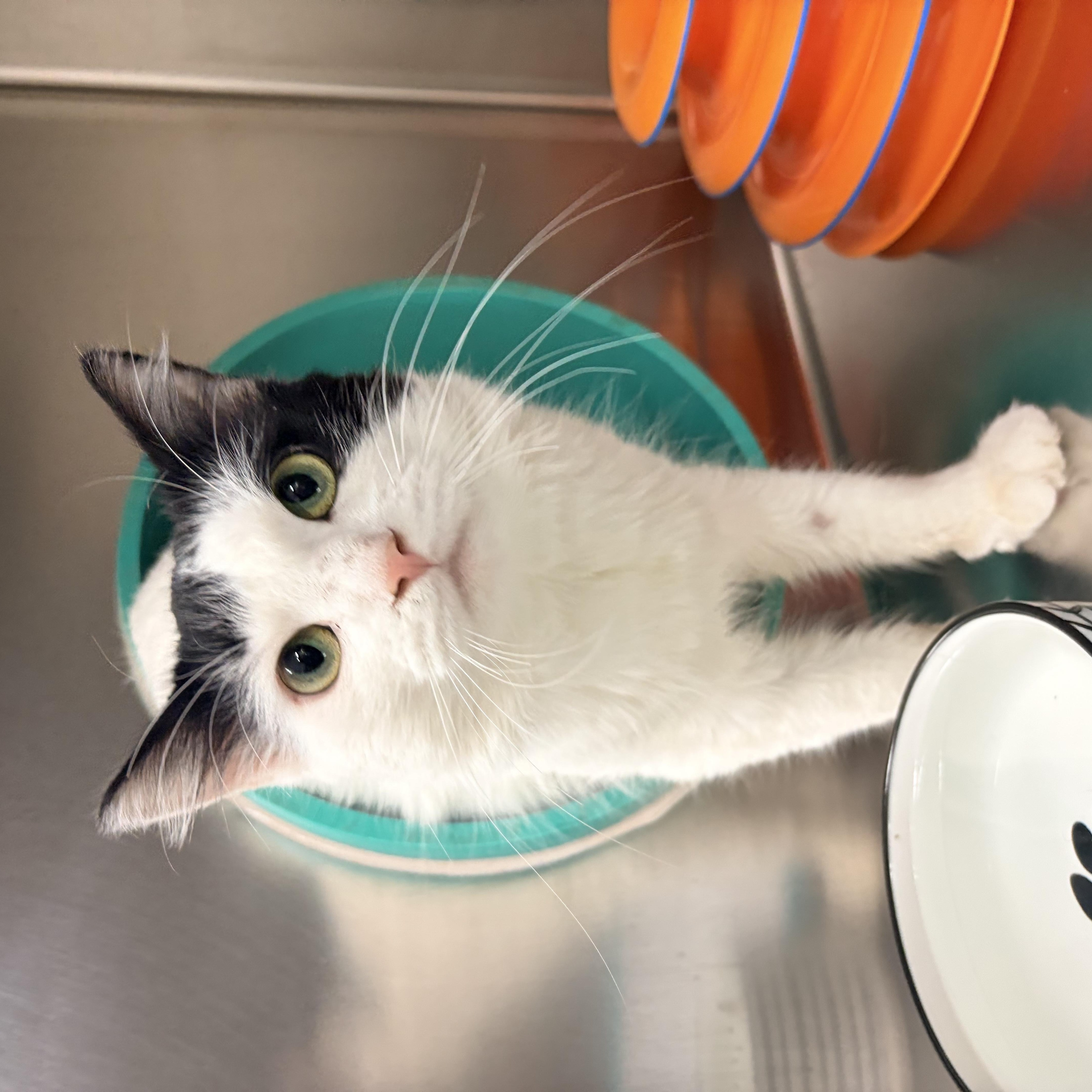 Enlarge Tom, a Adopted Domestic Medium Hair in Whitby, ON image 3/3