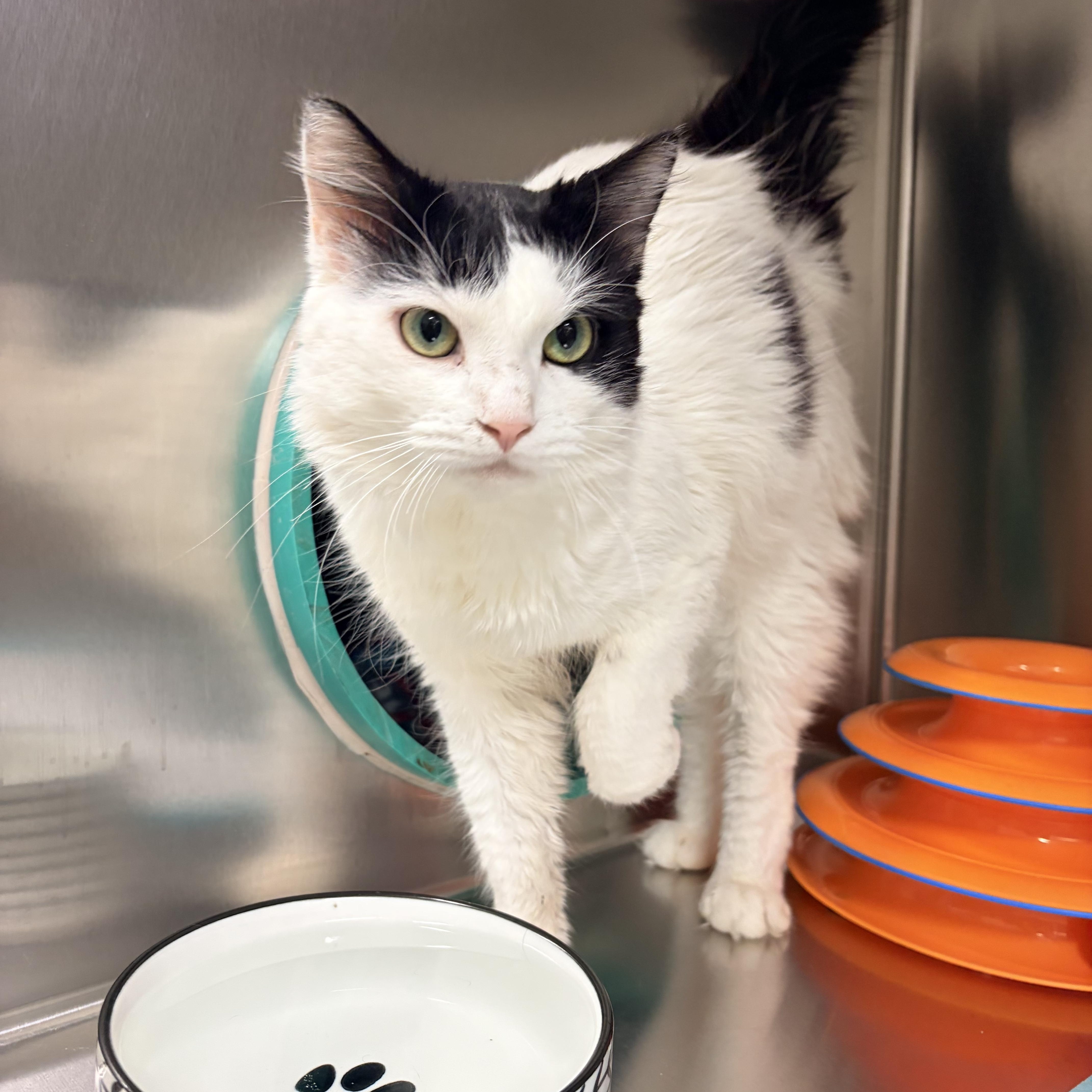 Enlarge Tom, a Adopted Domestic Medium Hair in Whitby, ON image 2/3