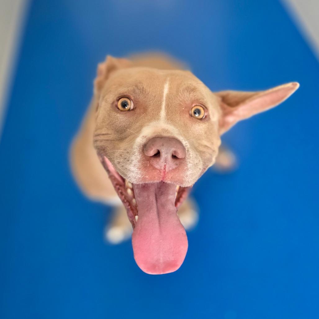 Chloe, Adoptable, Adult Female English Bulldog.