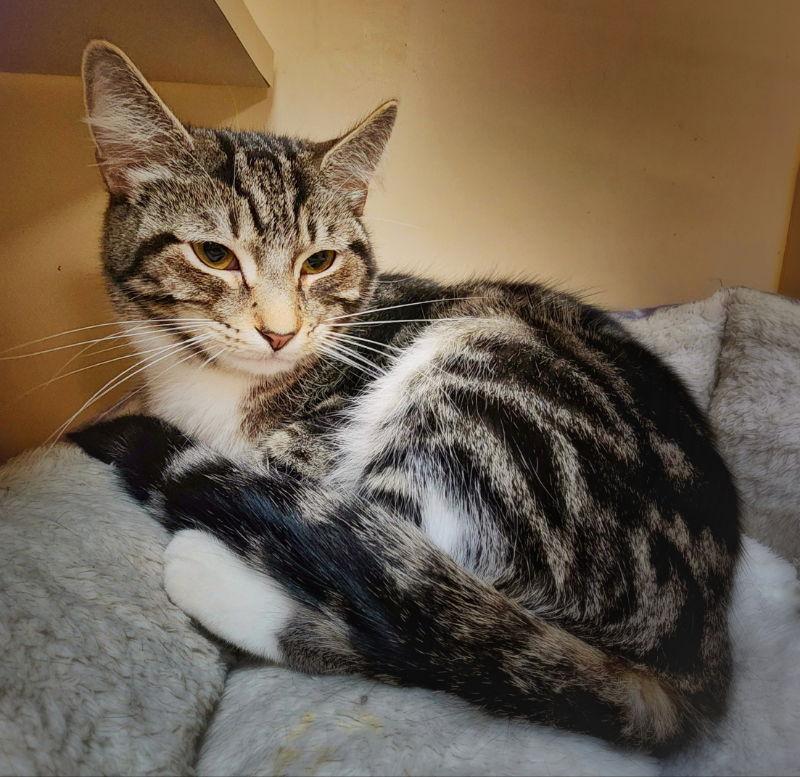 Enlarge Foxy Girl, a Adopted mixed breed in Gettysburg, PA image 3/3