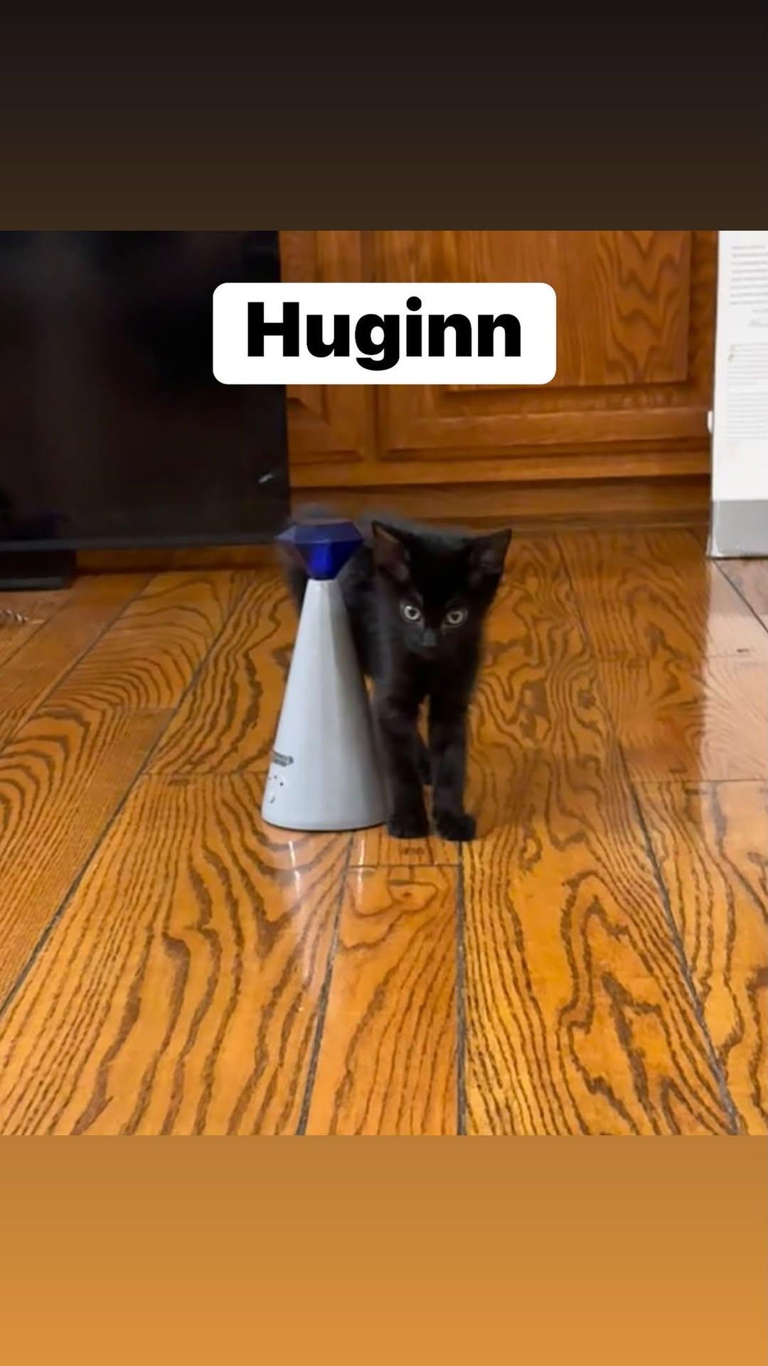 Huginn, adopted, Kitten Male Bombay & Domestic Short Hair.