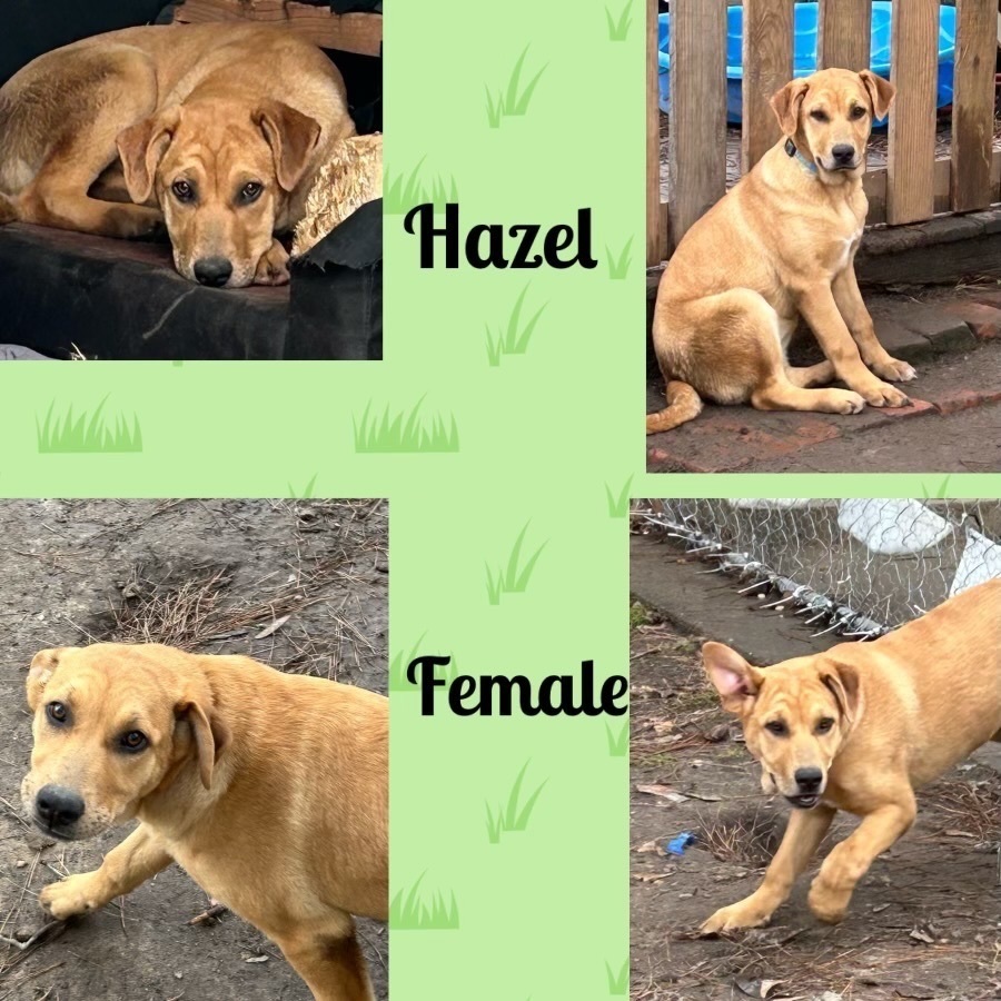 Hazel